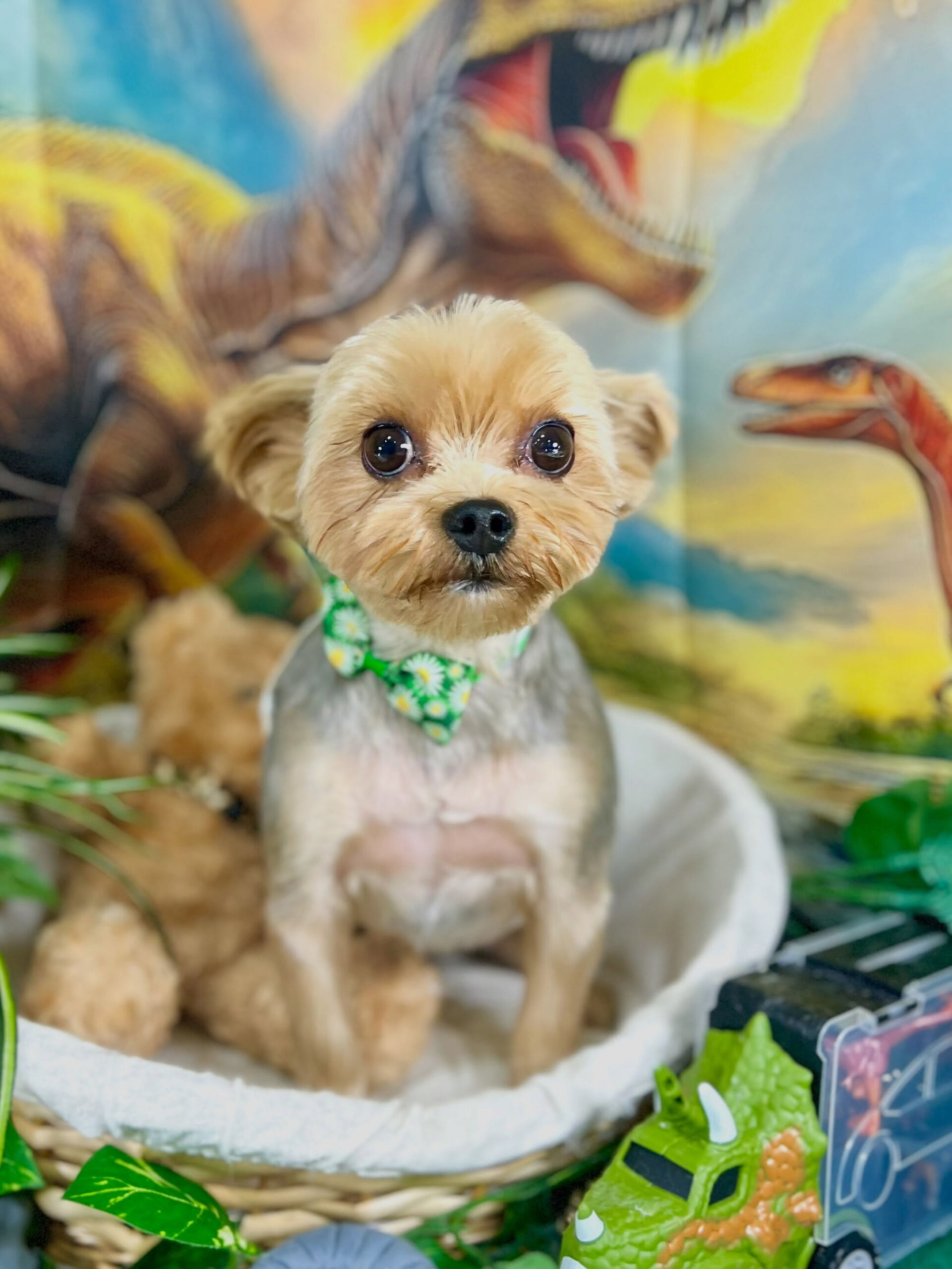 来店いただいた、ヨーキーのつむぐくんです🐶✨