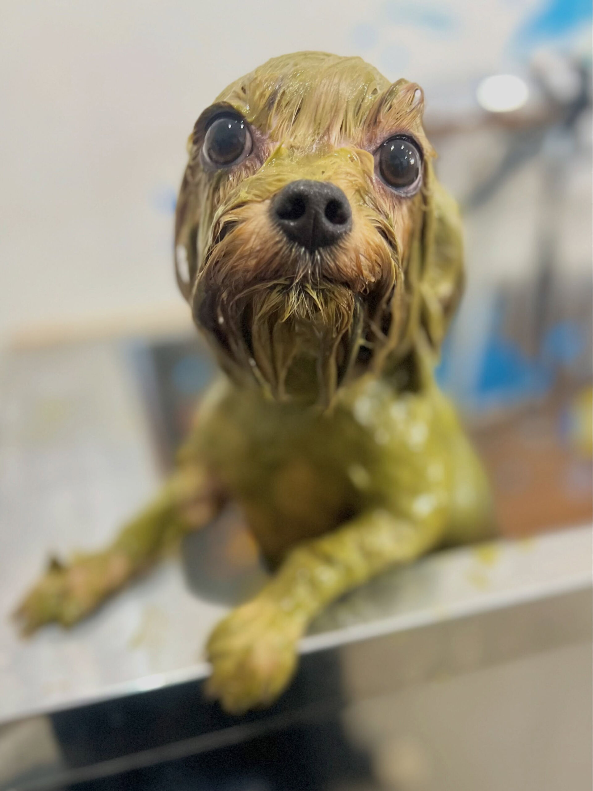 来店いただいた、ヨーキーのつむぐくんです🐶✨