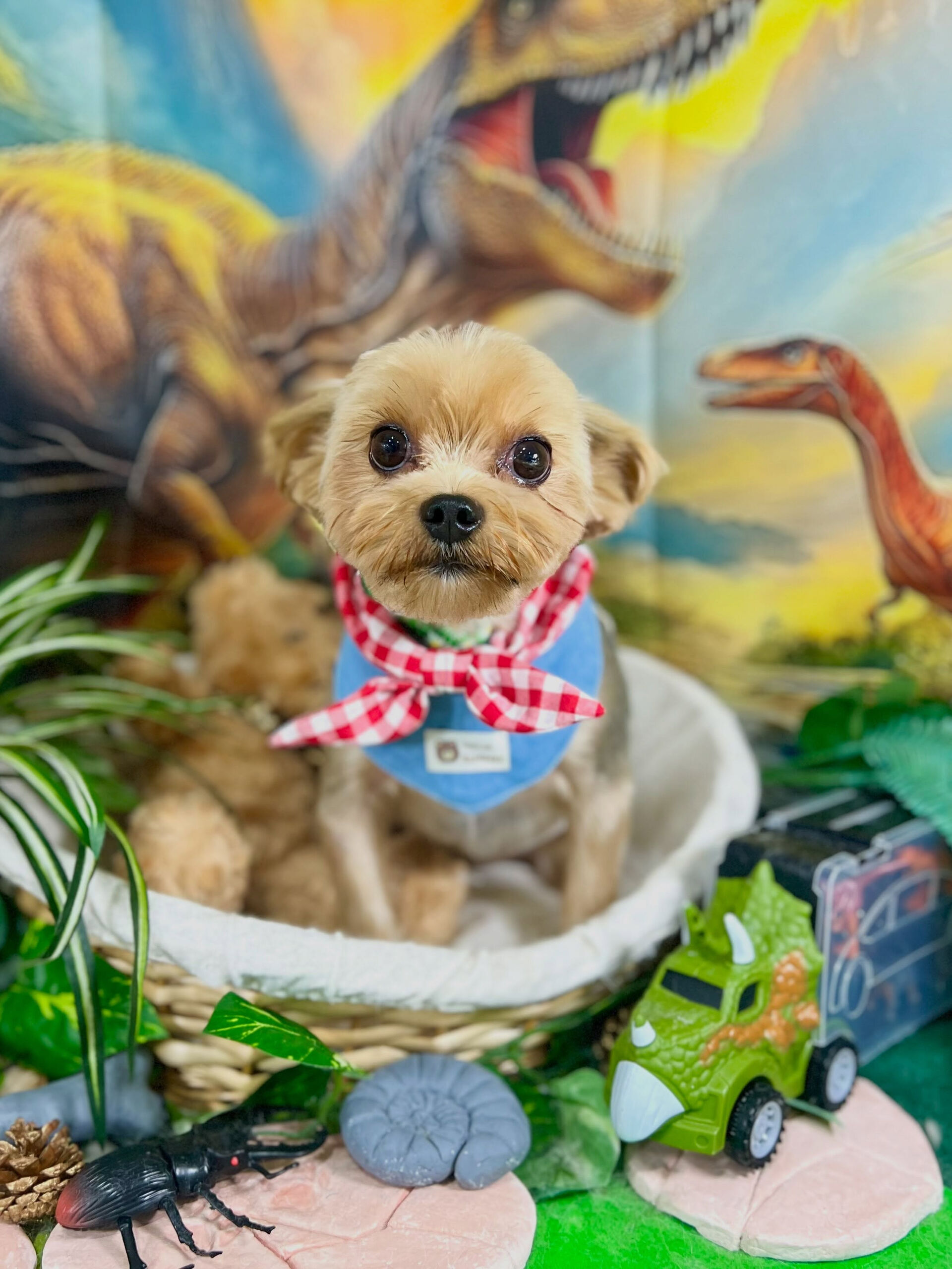 来店いただいた、ヨーキーのつむぐくんです🐶✨