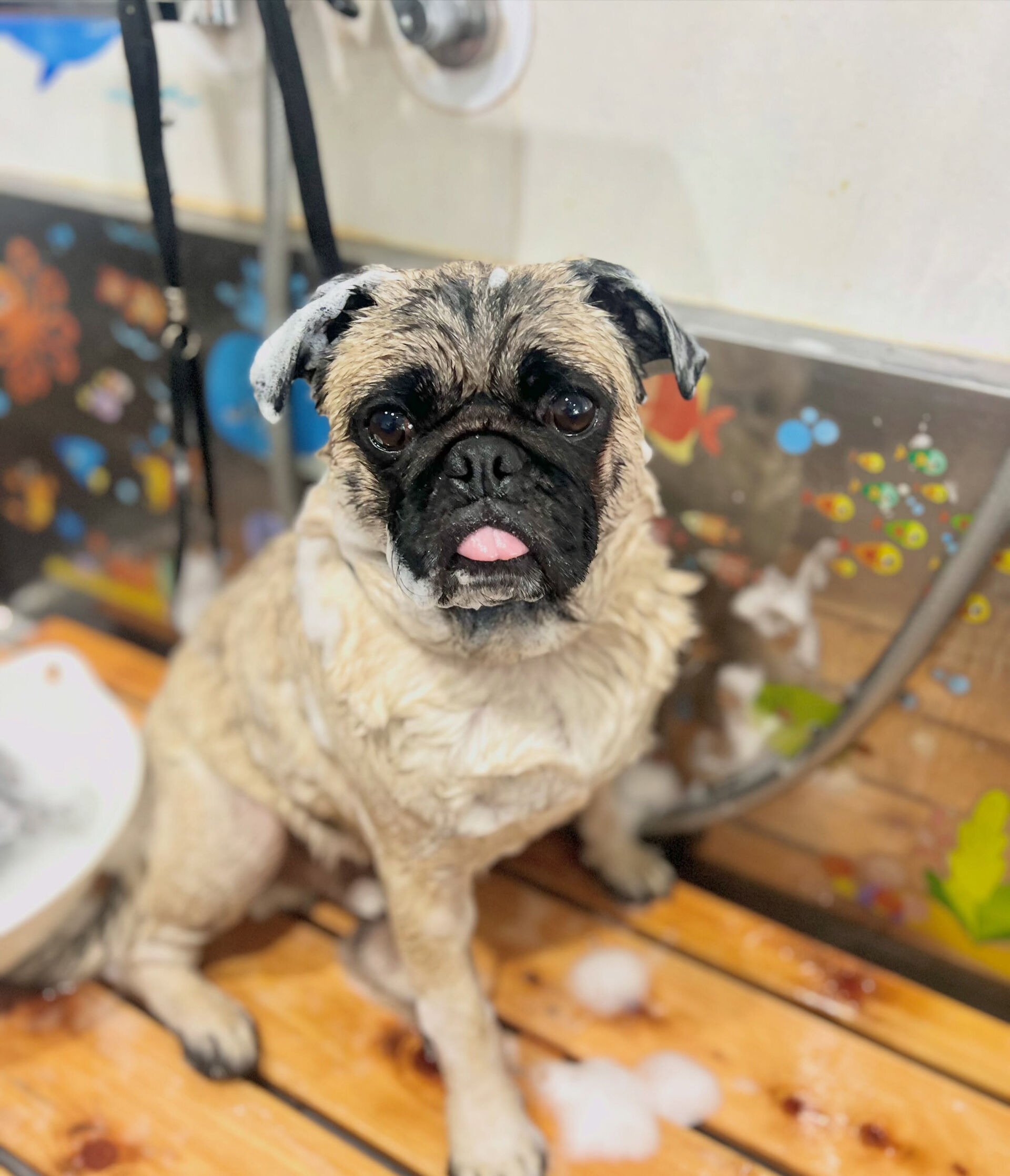 来店いただいた、パグのブッチャーくんです🐶✨