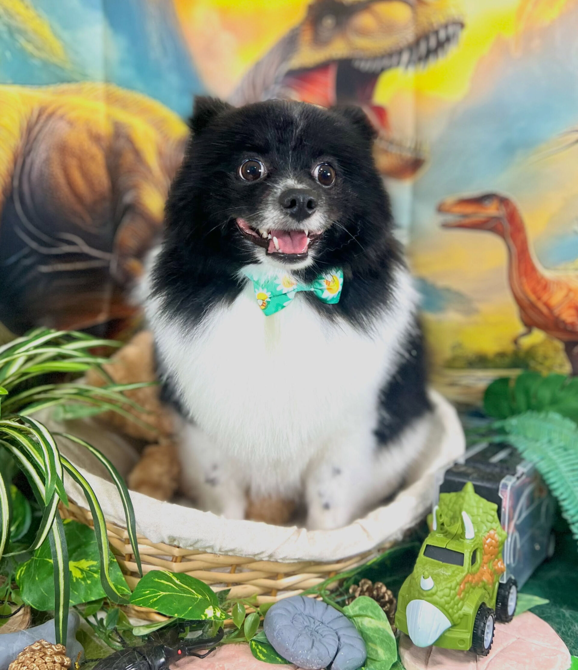来店いただいた、ポメのだいふくくんです🐶✨