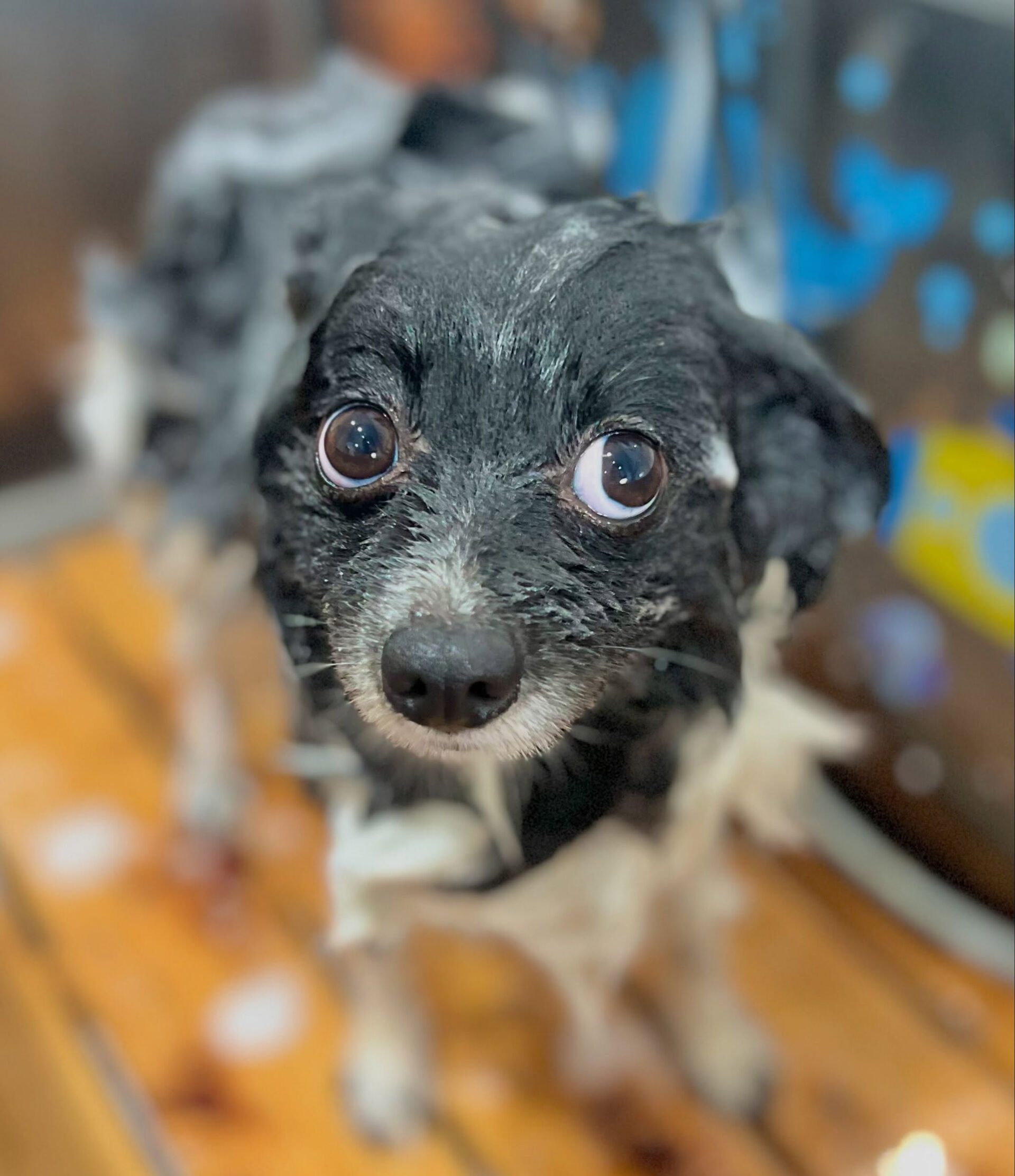 来店いただいた、ポメのだいふくくんです🐶✨