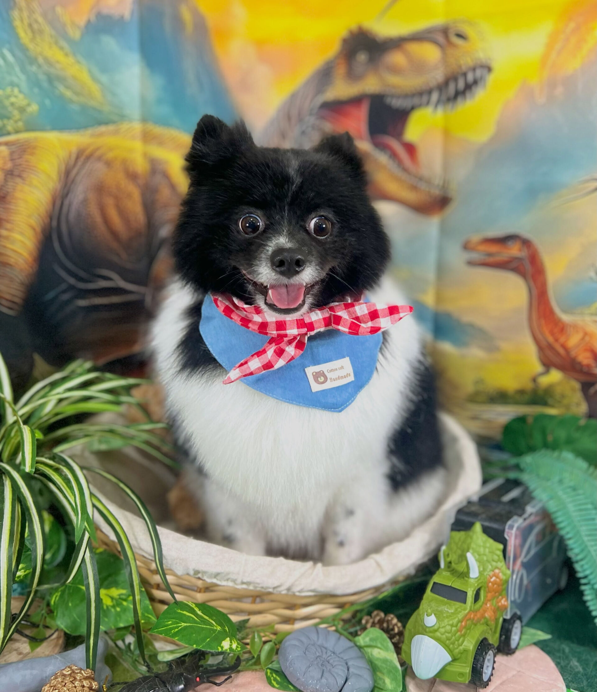 来店いただいた、ポメのだいふくくんです🐶✨