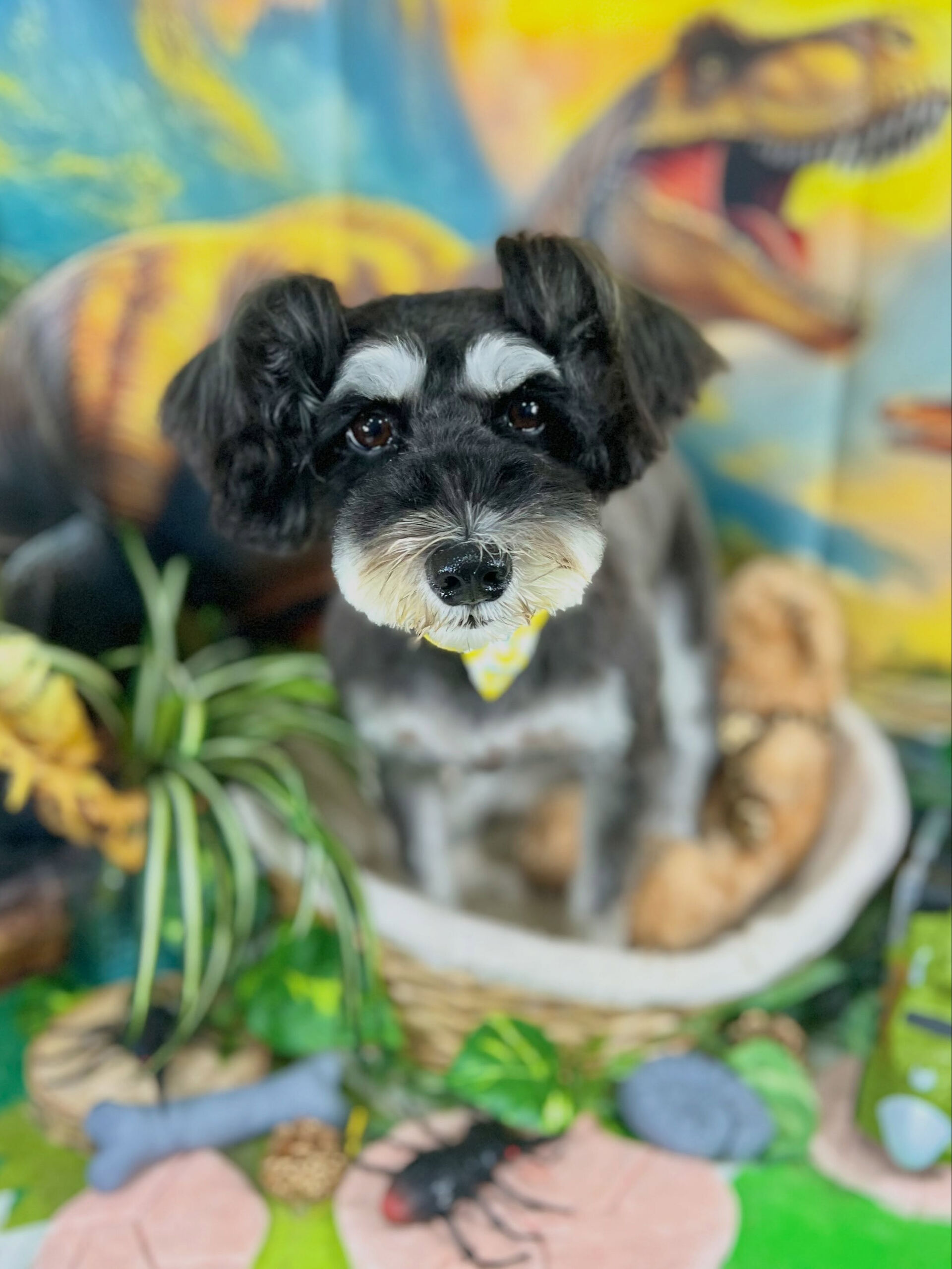来店いただいた、シュナウザーのムックちゃんです🐶✨