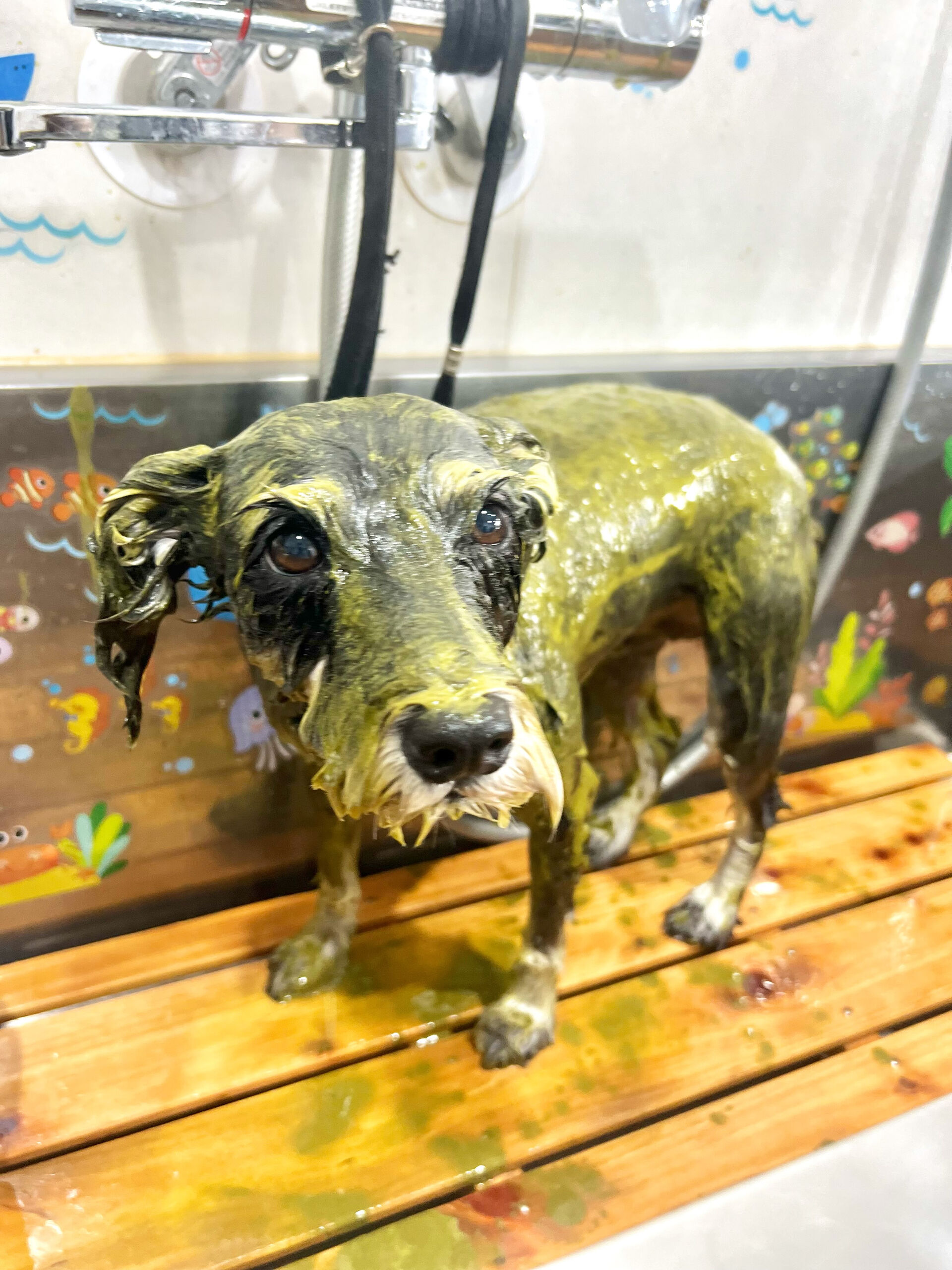 来店いただいた、シュナウザーのムックちゃんです🐶✨