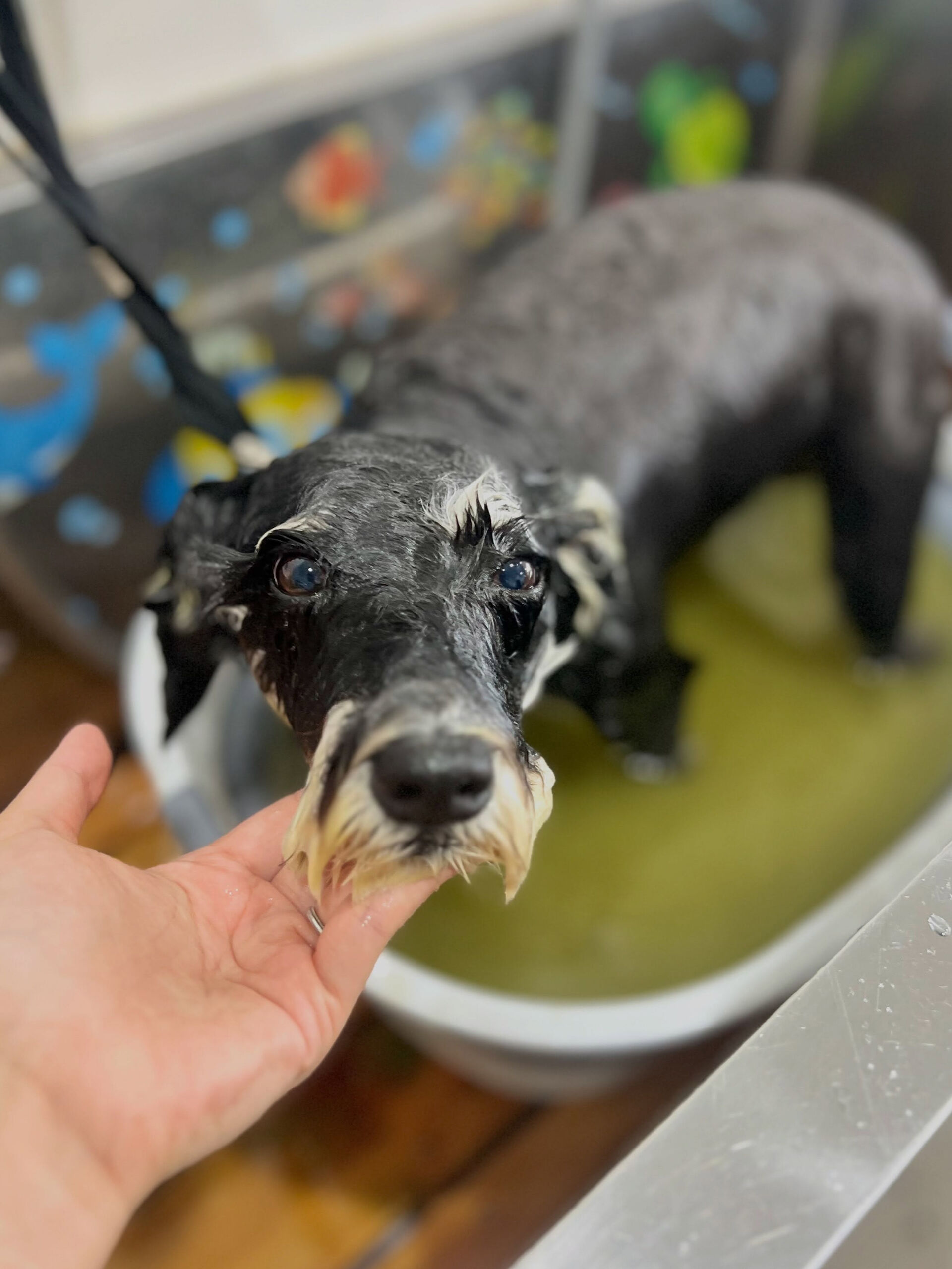 来店いただいた、シュナウザーのムックちゃんです🐶✨
