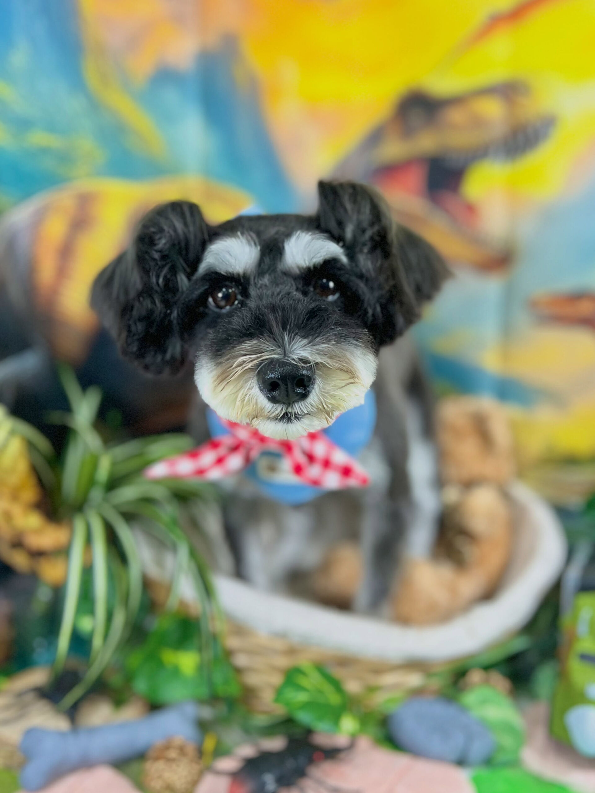 来店いただいた、シュナウザーのムックちゃんです🐶✨