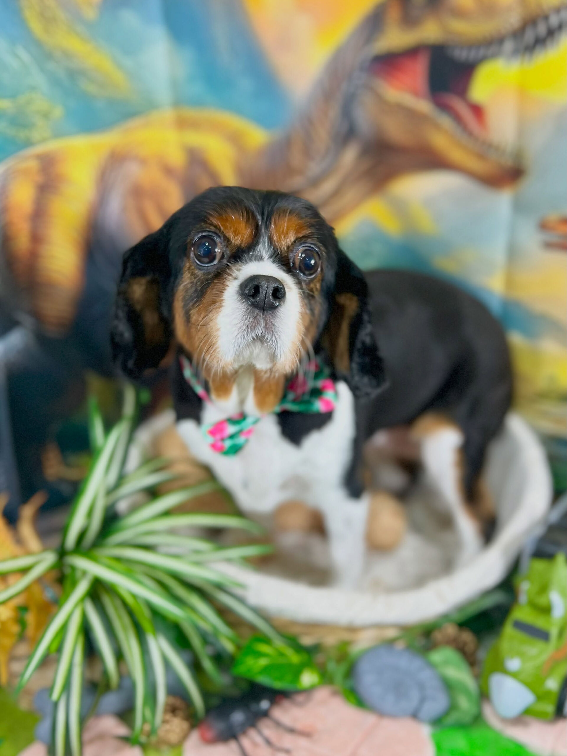 来店いただいた、キャバリアのこんぶちゃんです🐶✨