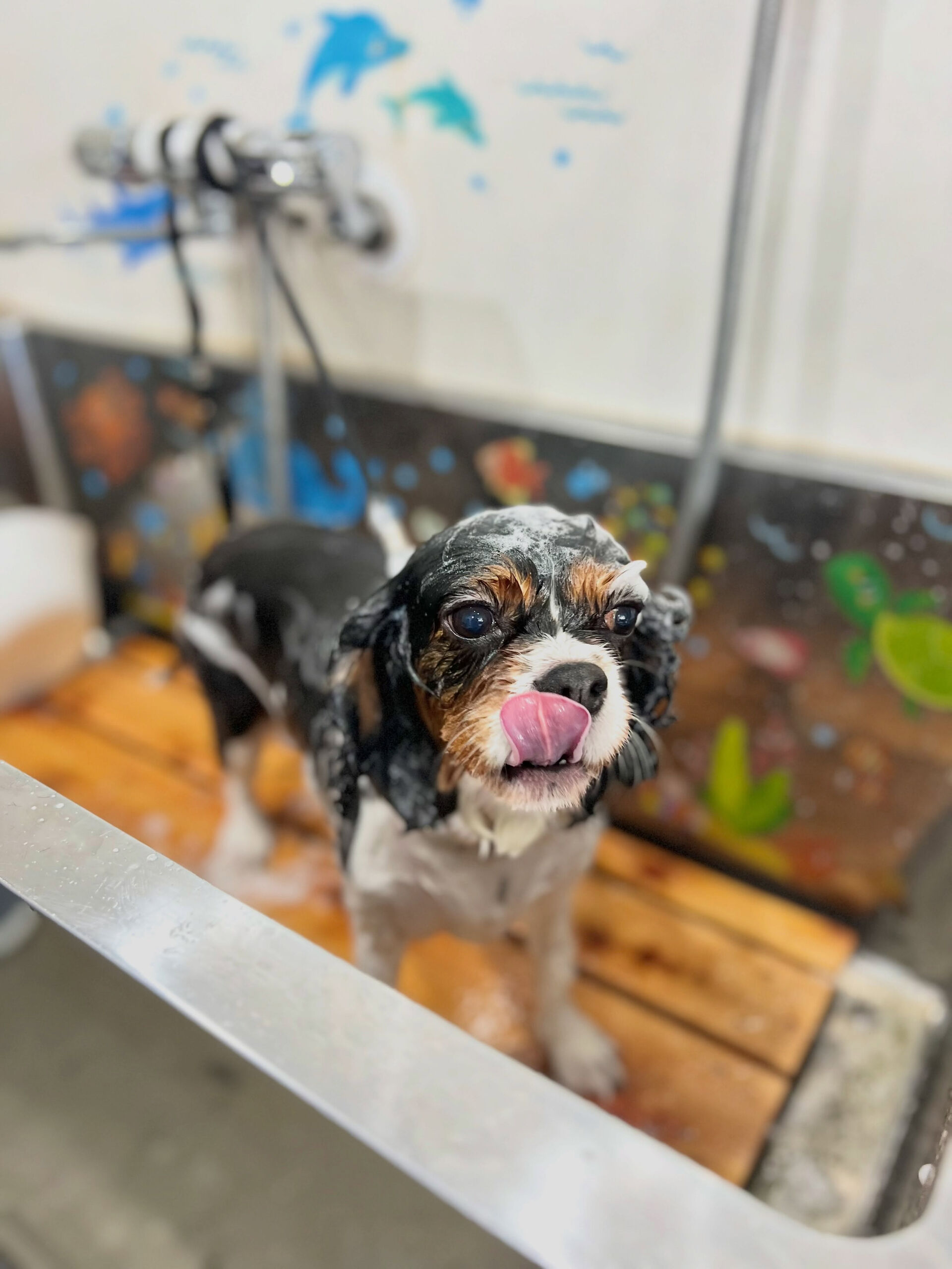 来店いただいた、キャバリアのこんぶちゃんです🐶✨