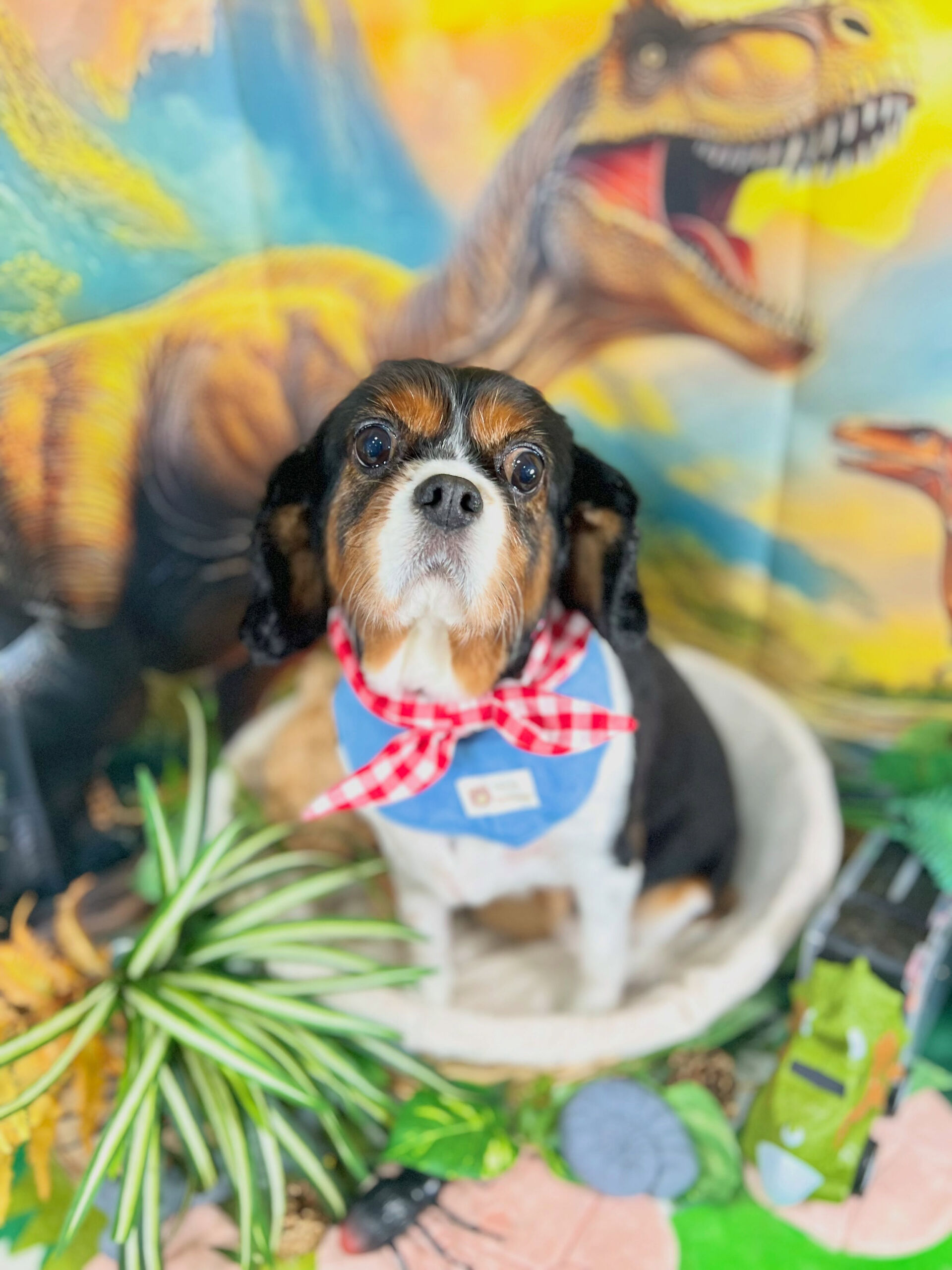 来店いただいた、キャバリアのこんぶちゃんです🐶✨