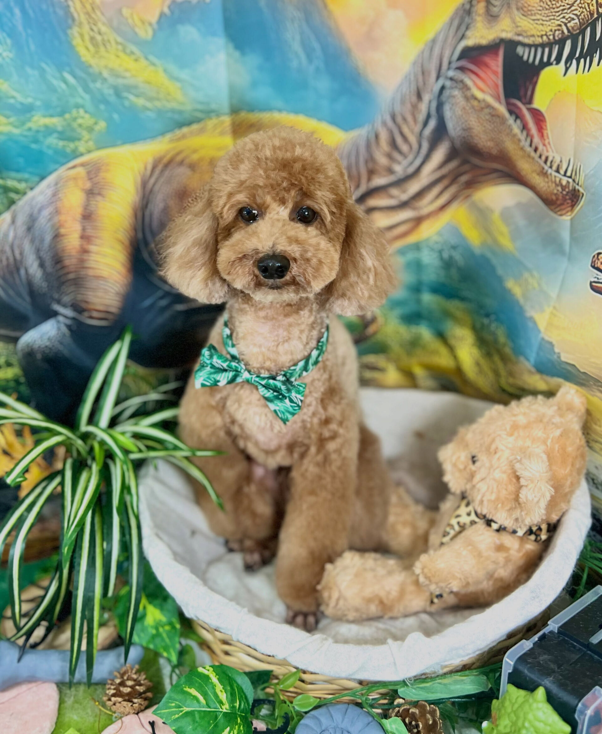 来店いただいた、トイプードルのもこくんです🐶✨
