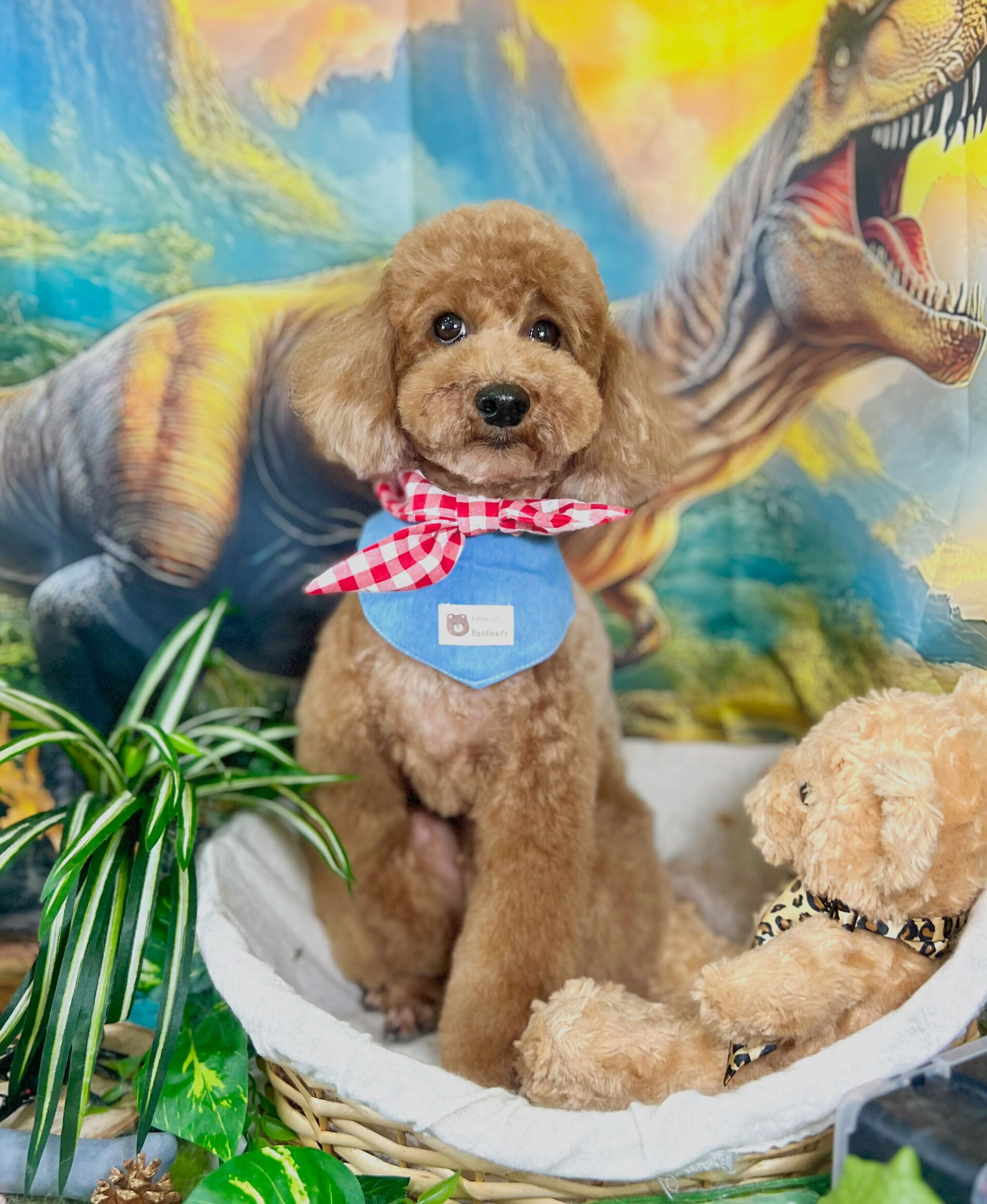 来店いただいた、トイプードルのもこくんです🐶✨