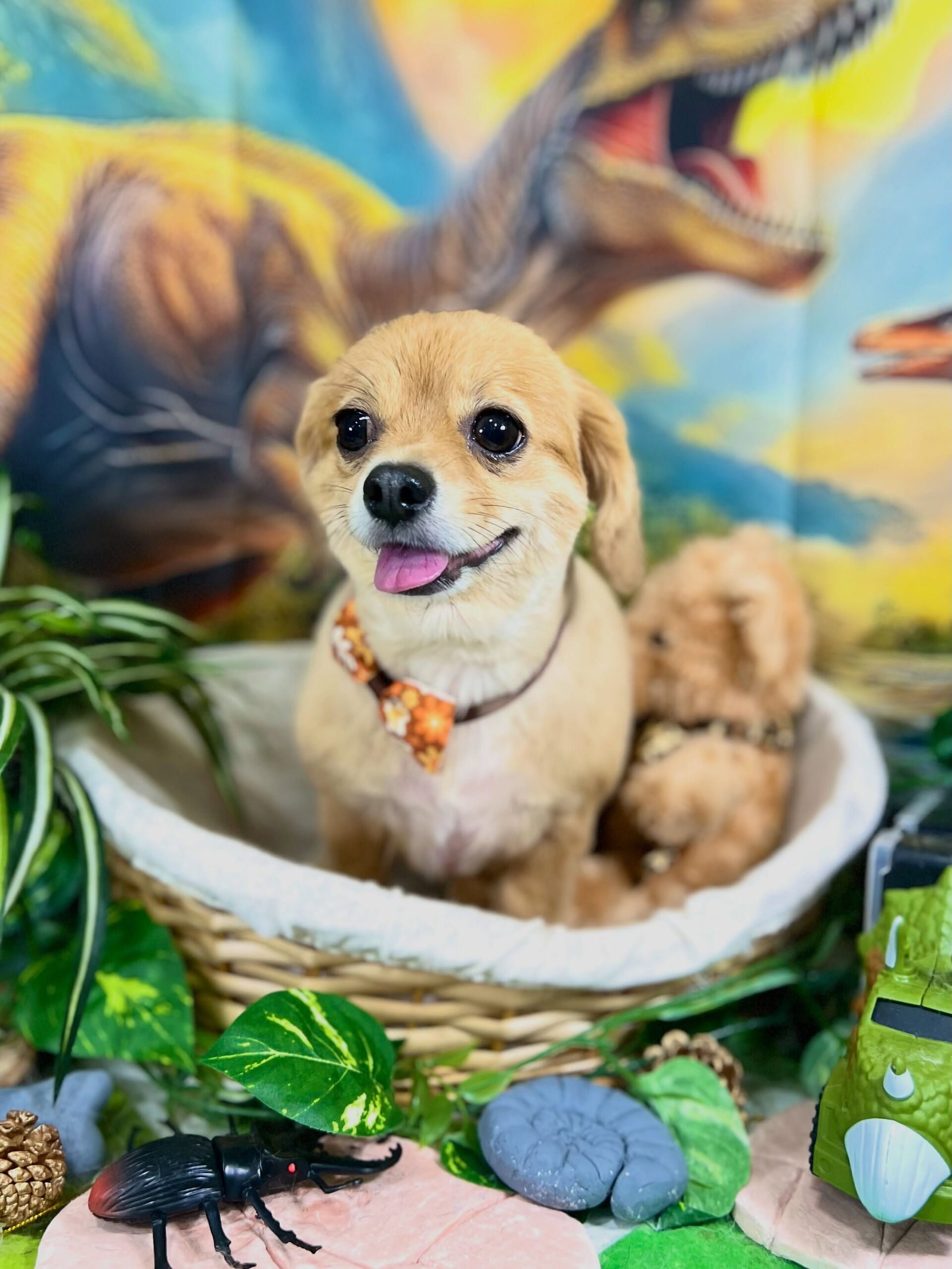 来店いただいた、チワックスのむぎくんです🐶✨