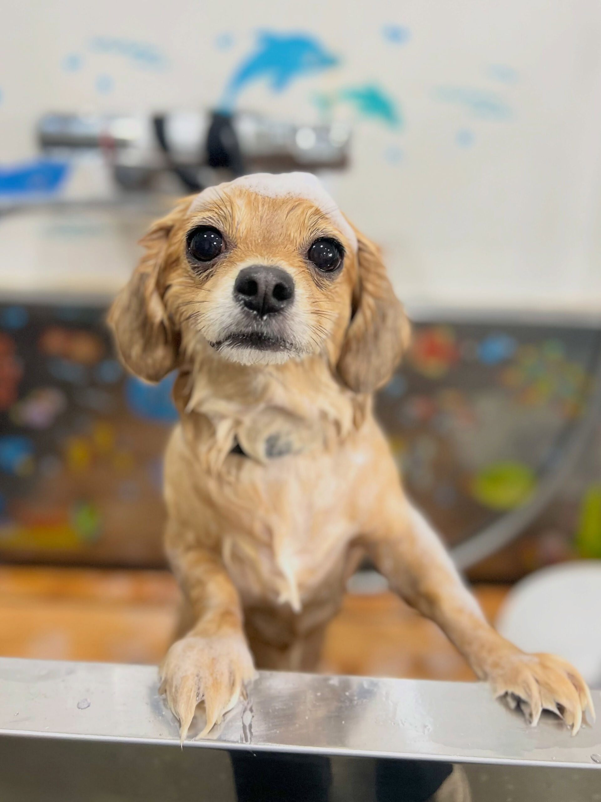 来店いただいた、チワックスのむぎくんです🐶✨
