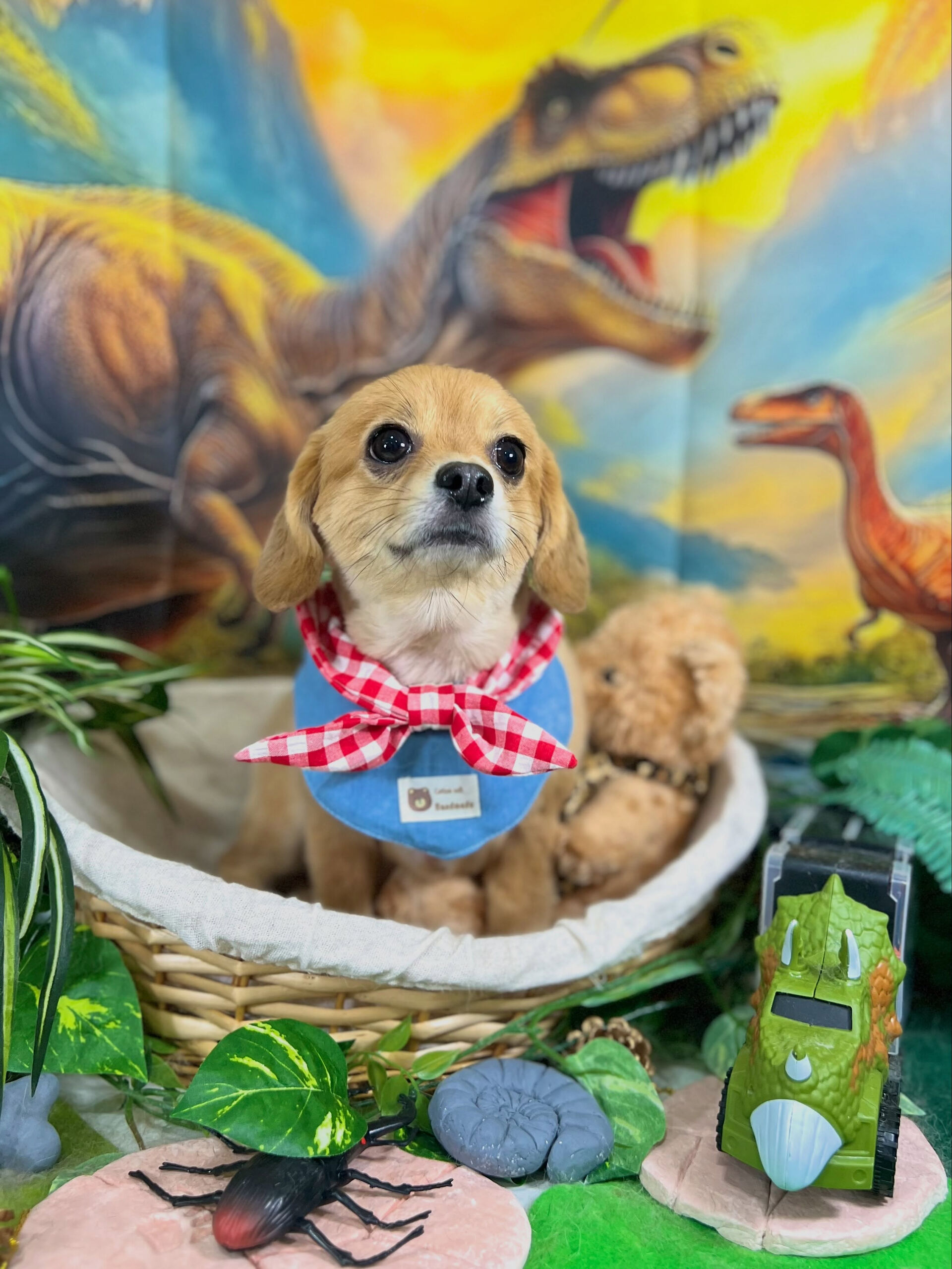 来店いただいた、チワックスのむぎくんです🐶✨