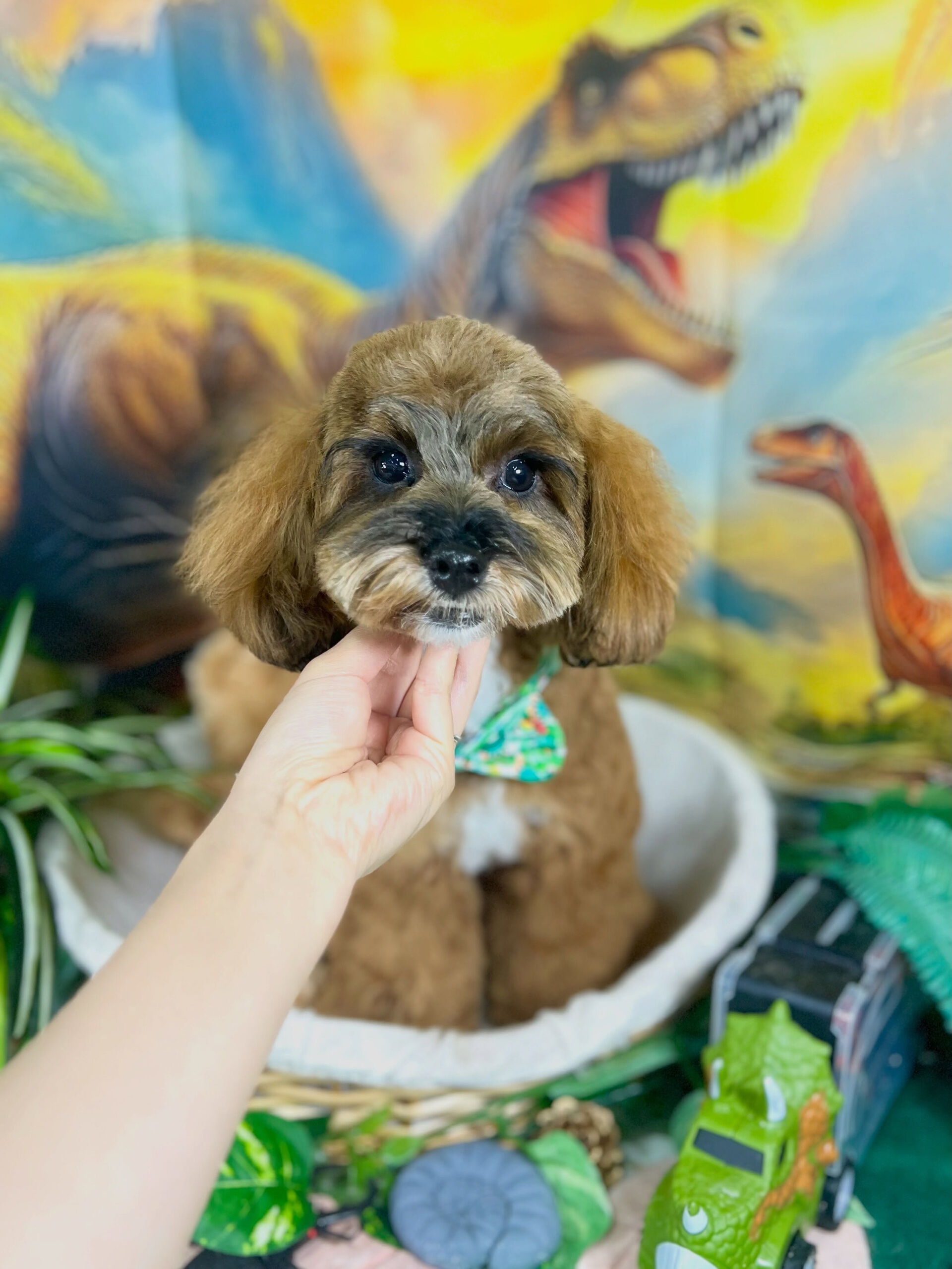 来店いただいた、シーズープーのはなちゃんです🐶✨