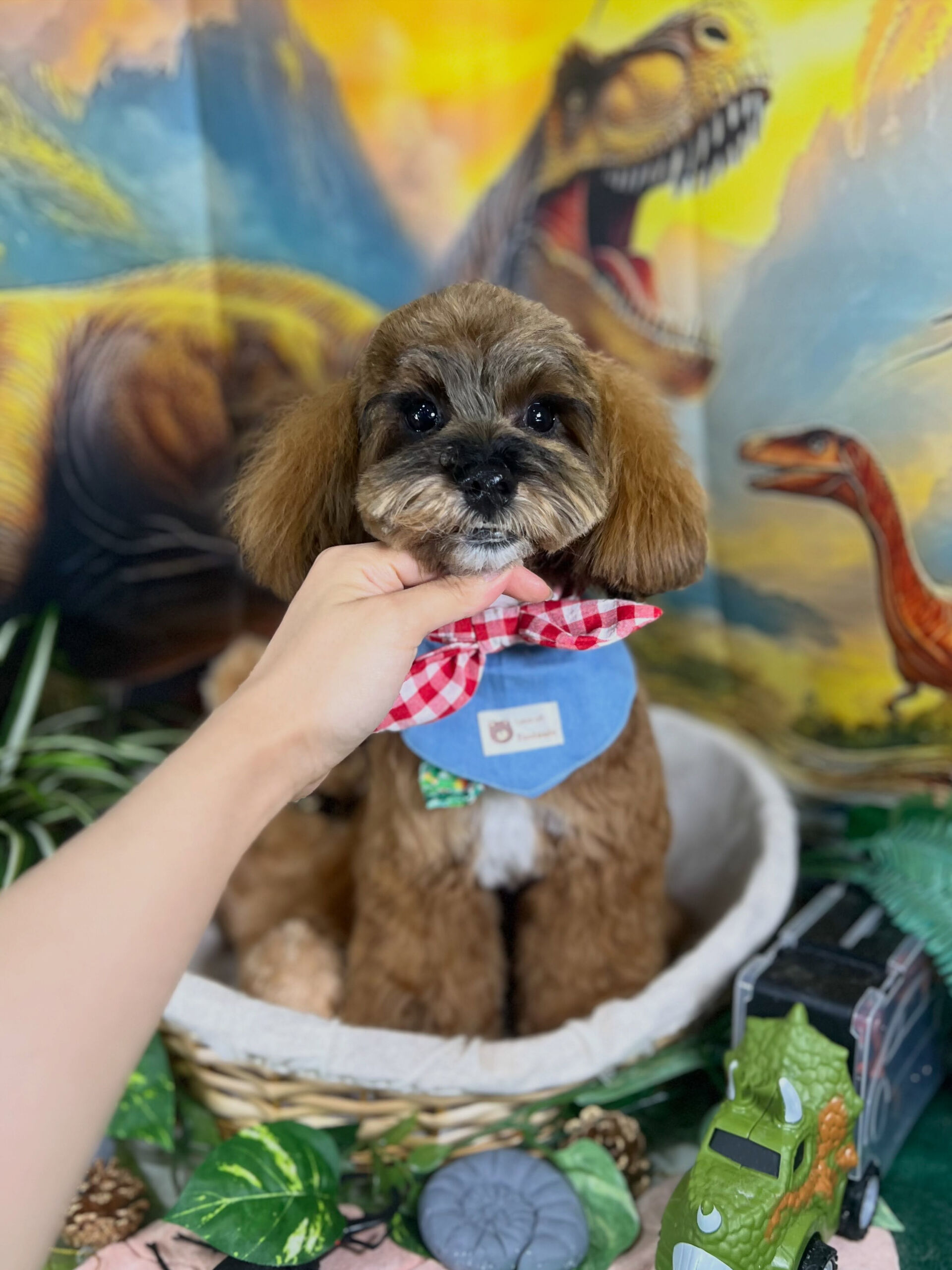 来店いただいた、シーズープーのはなちゃんです🐶✨