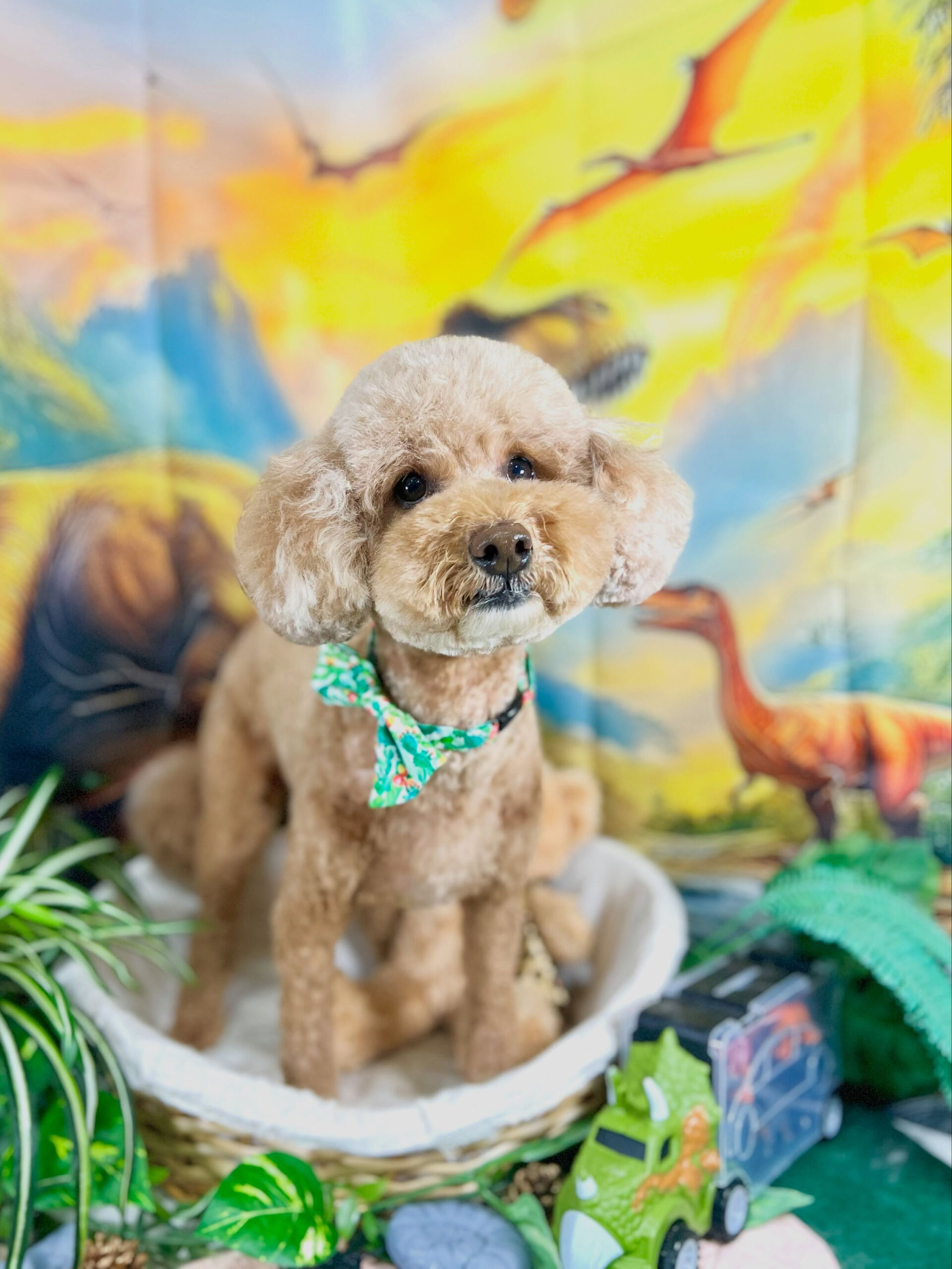 来店いただいた、トイプードルのマロちゃんです🐶✨