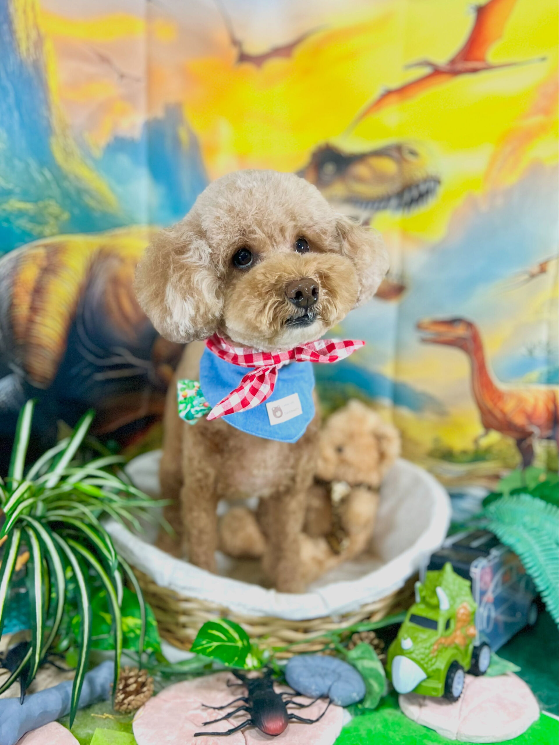 来店いただいた、トイプードルのマロちゃんです🐶✨