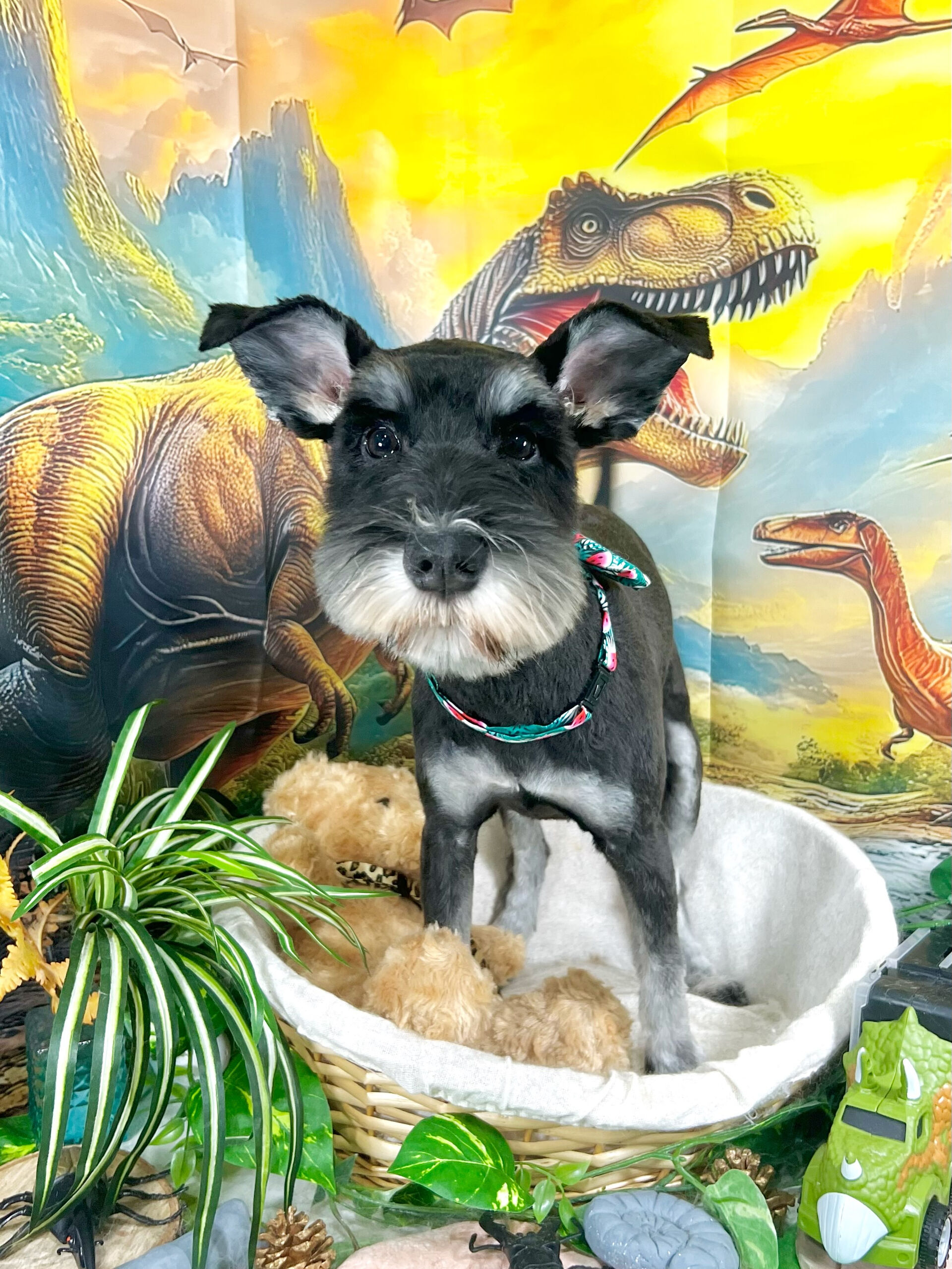 来店いただいた、シュナウザーのただしくんです🐶✨