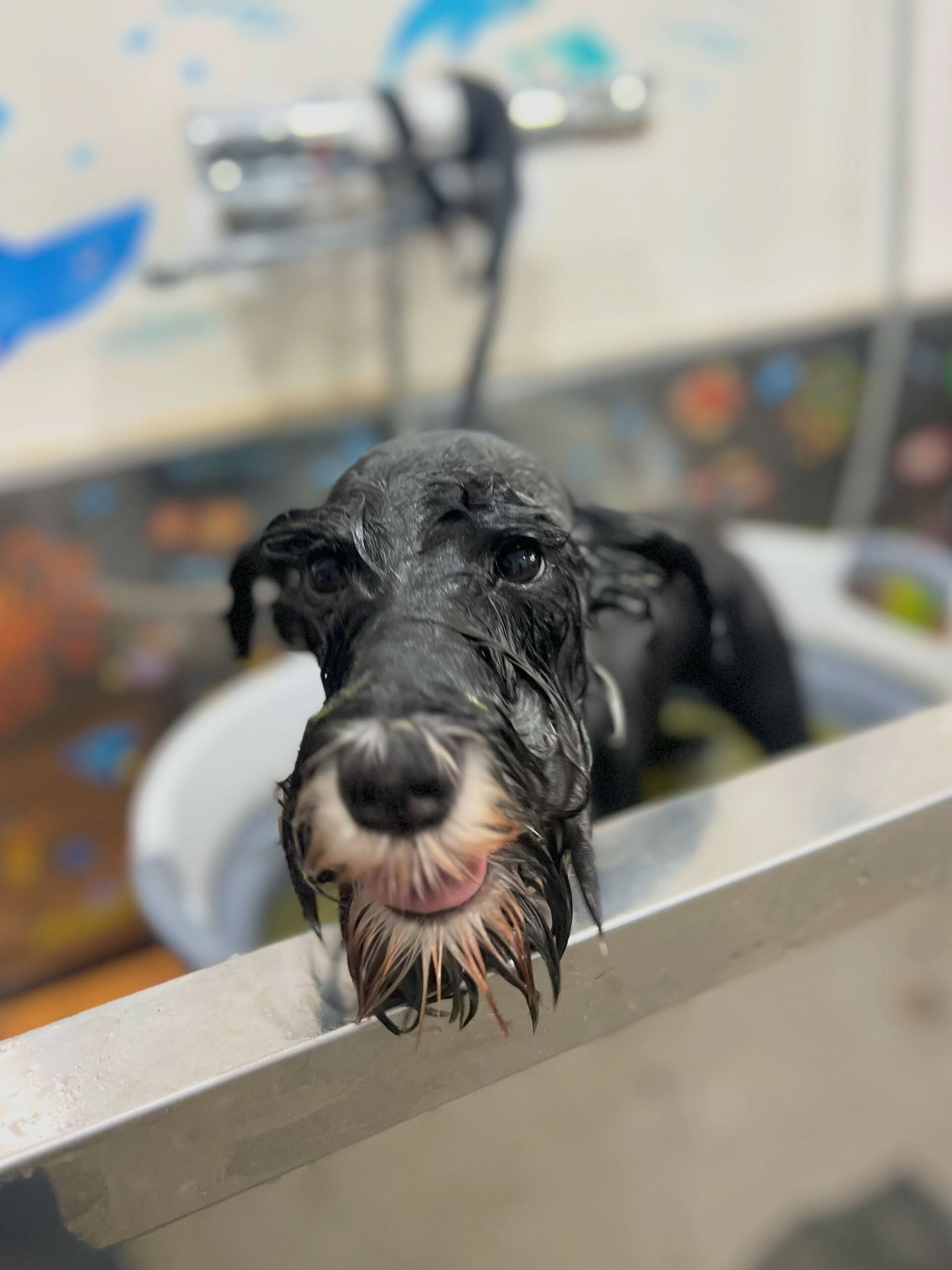 来店いただいた、シュナウザーのただしくんです🐶✨