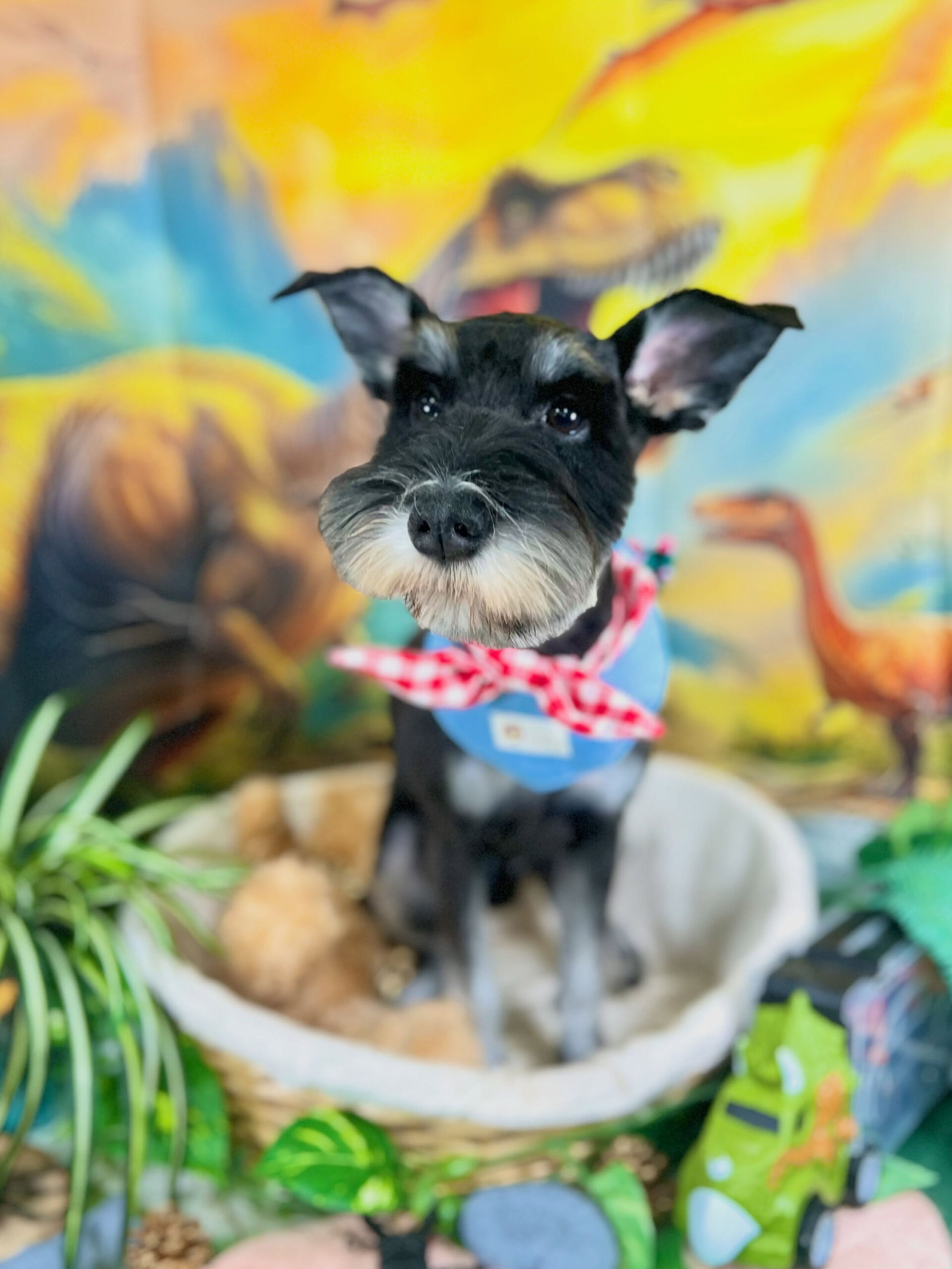 来店いただいた、シュナウザーのただしくんです🐶✨