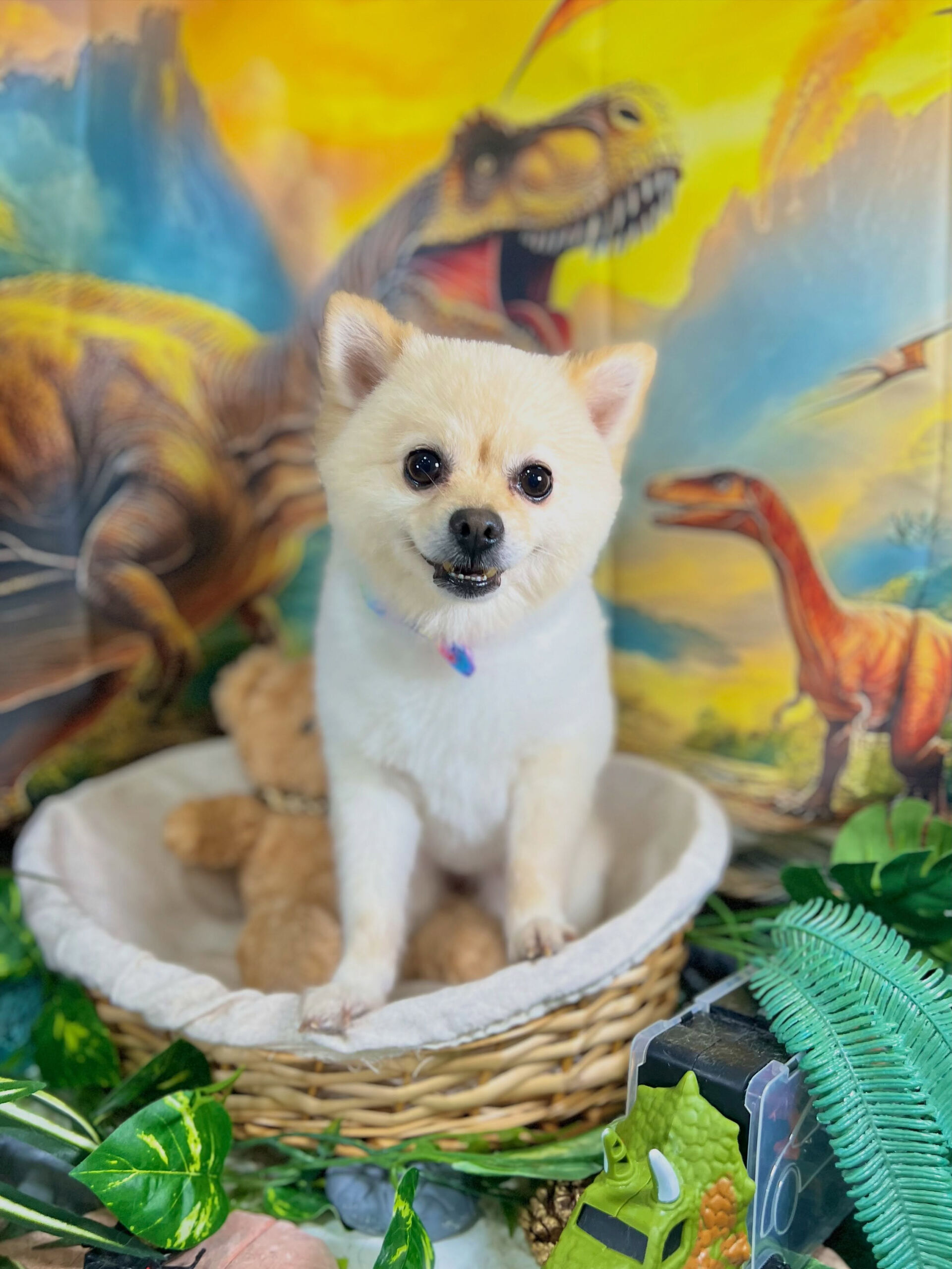 来店いただいた、ポメラニアンのみるくくんです🐶✨