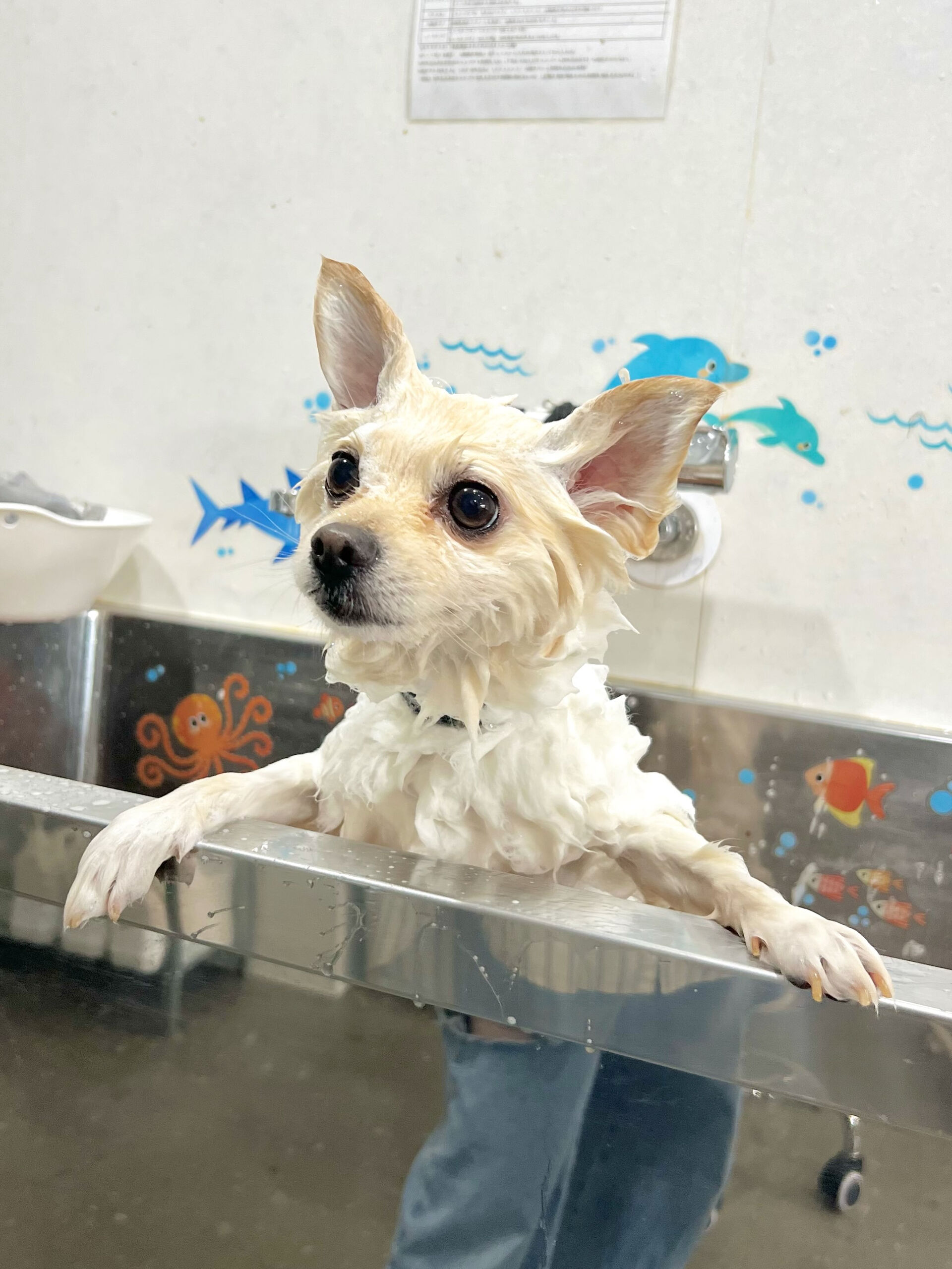 来店いただいた、ポメラニアンのみるくくんです🐶✨
