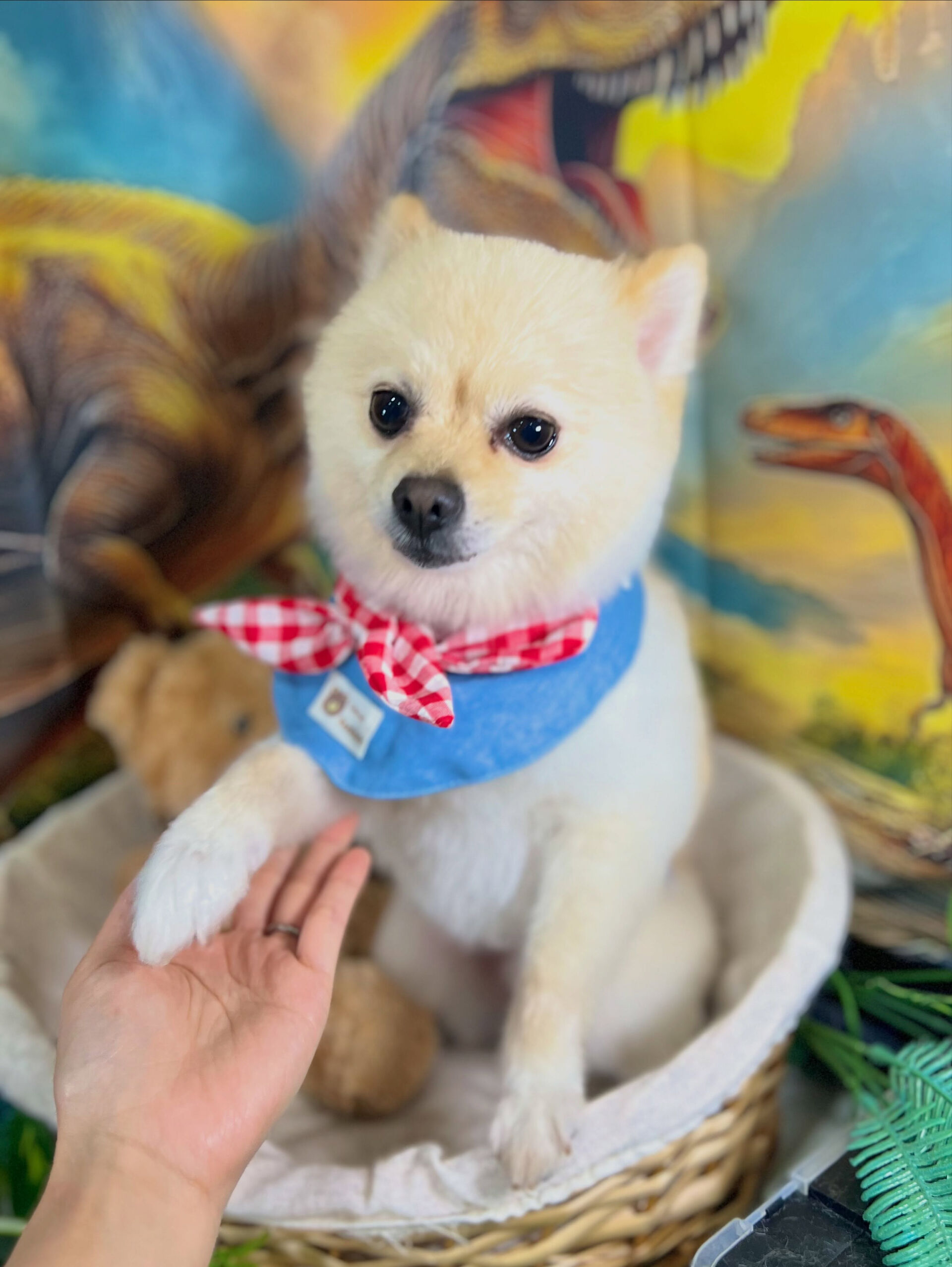 来店いただいた、ポメラニアンのみるくくんです🐶✨