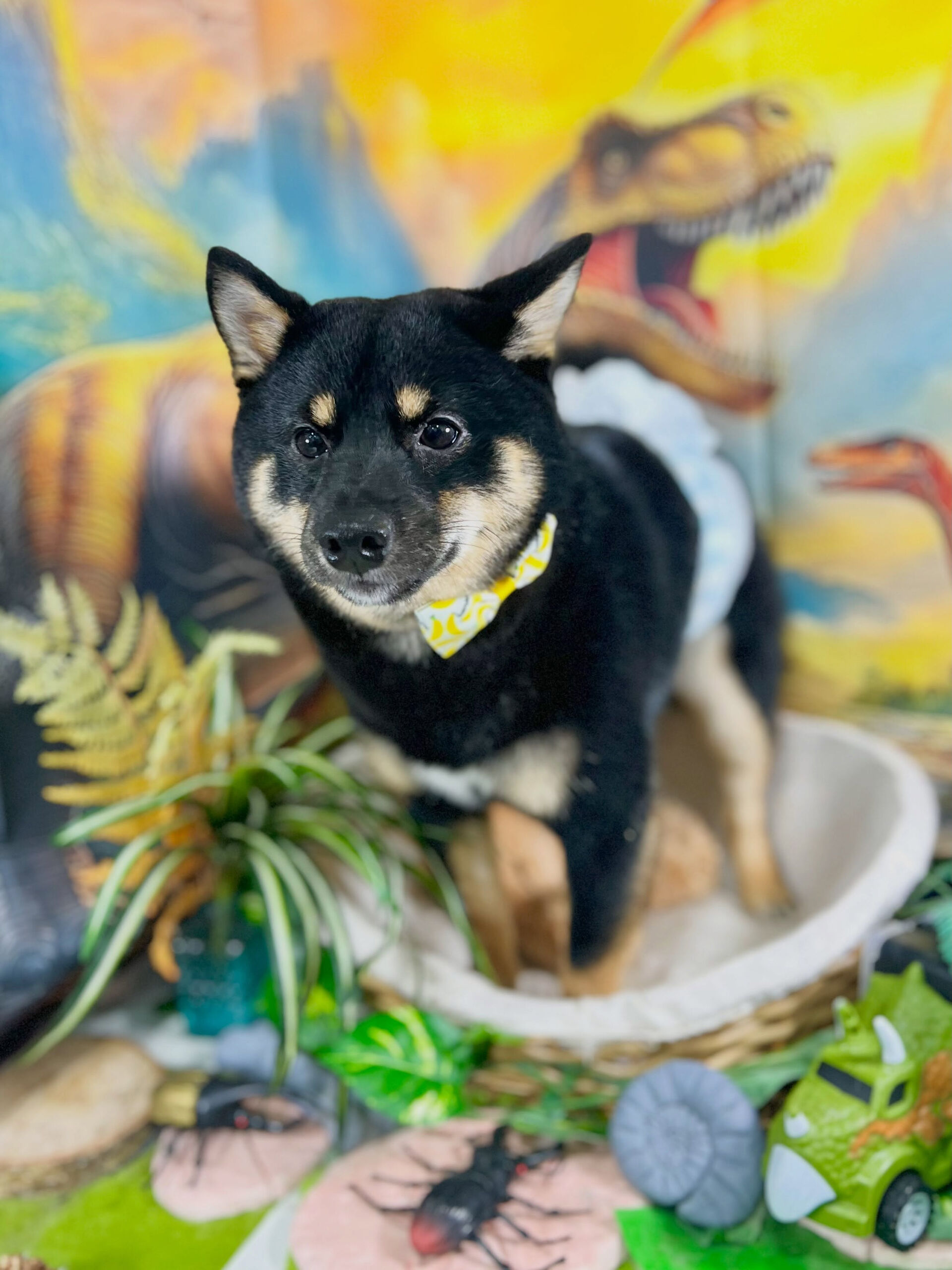 来店いただいた、豆柴ののりまるくんです🐶✨