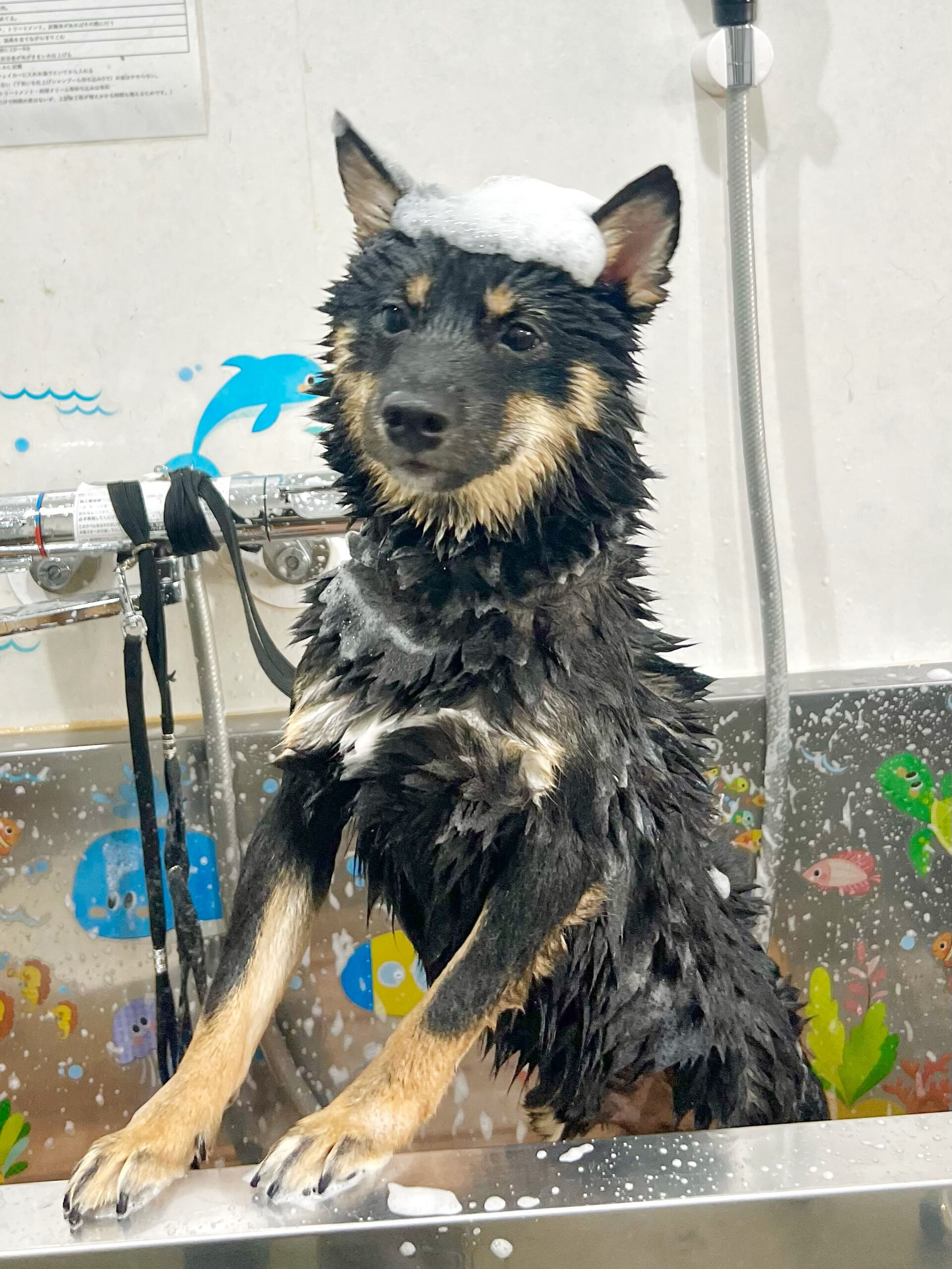 来店いただいた、豆柴ののりまるくんです🐶✨
