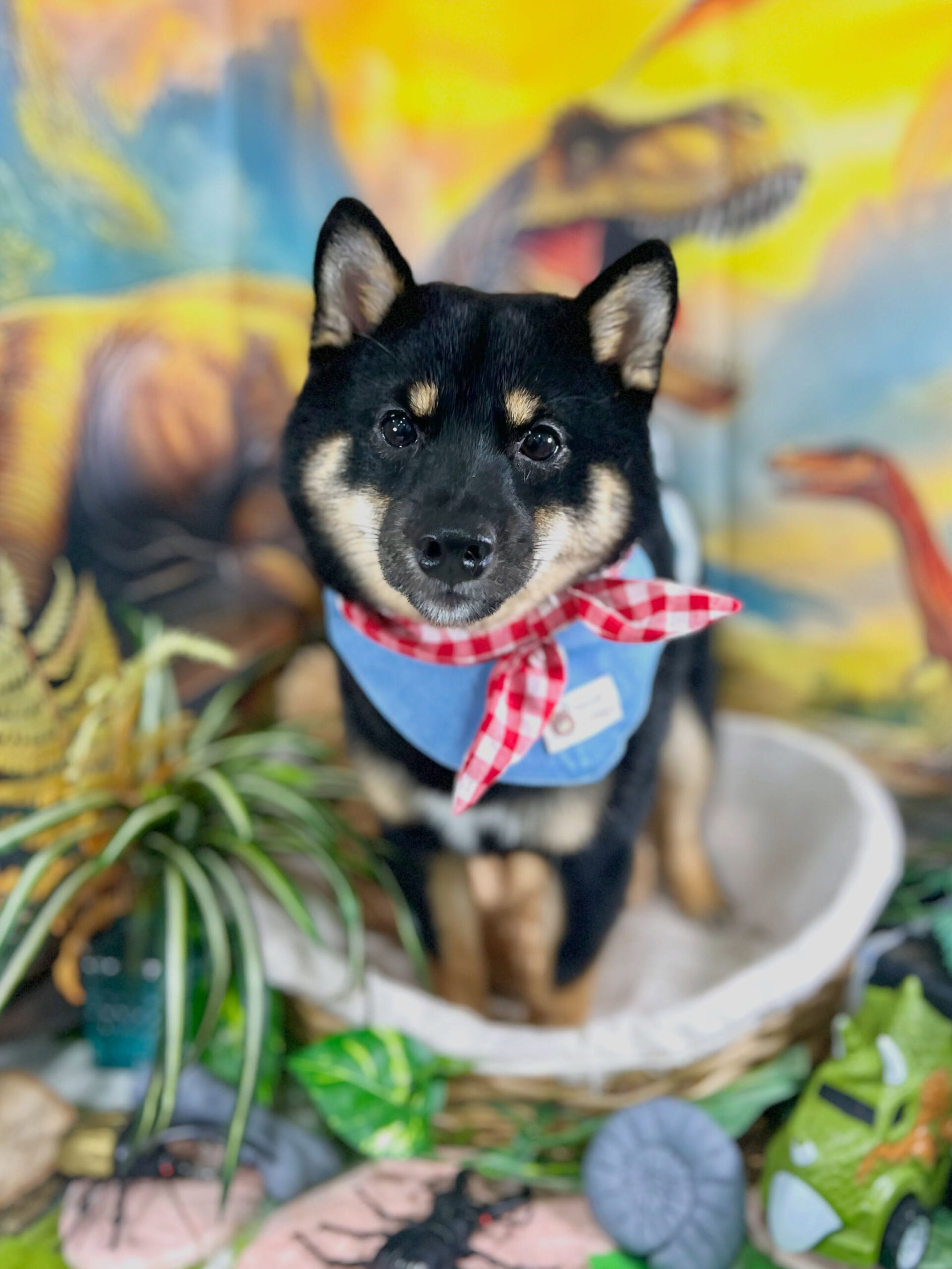 来店いただいた、豆柴ののりまるくんです🐶✨