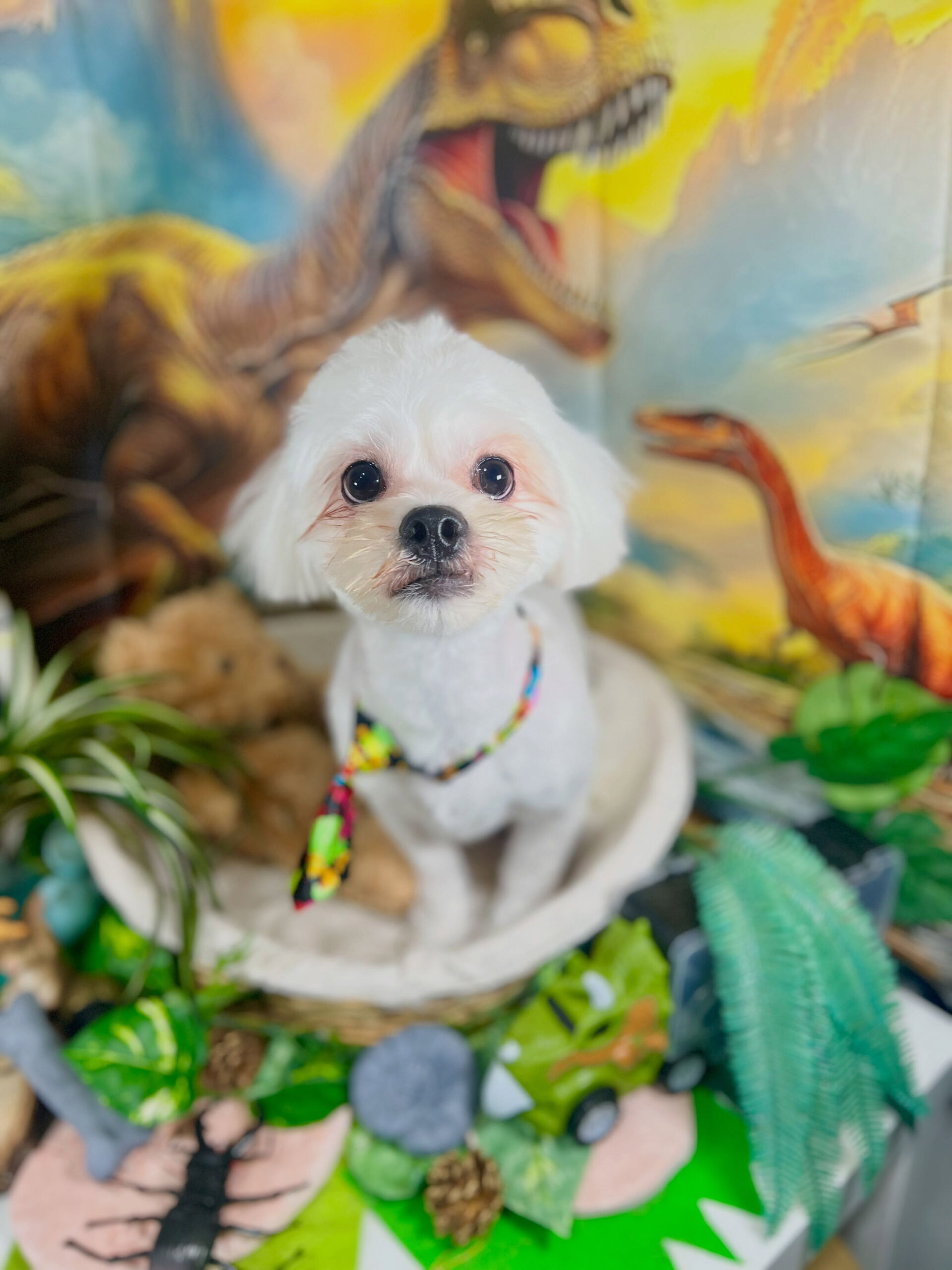 来店いただいた、ペキビションのレフくんです🐶✨