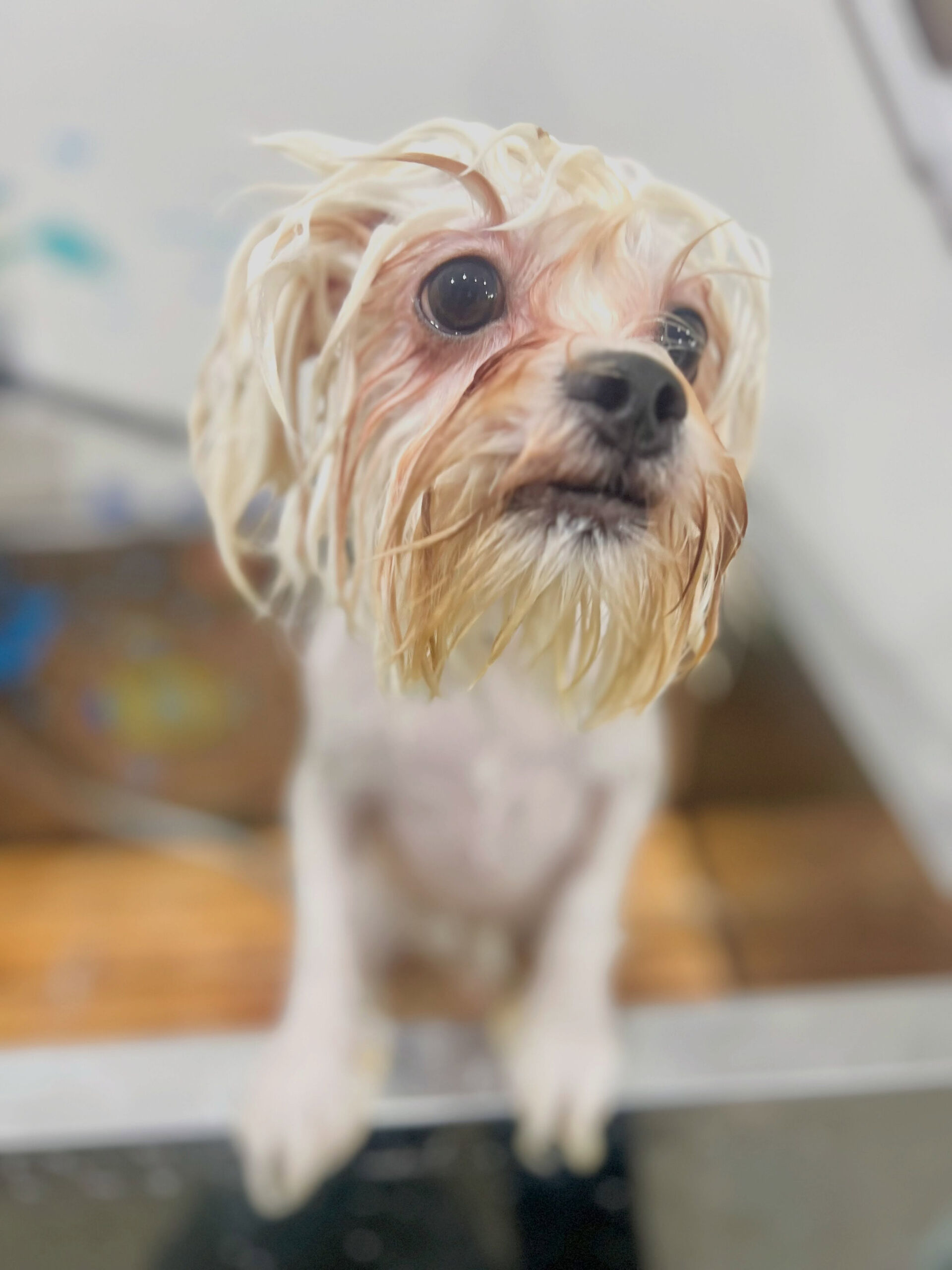 来店いただいた、ペキビションのレフくんです🐶✨