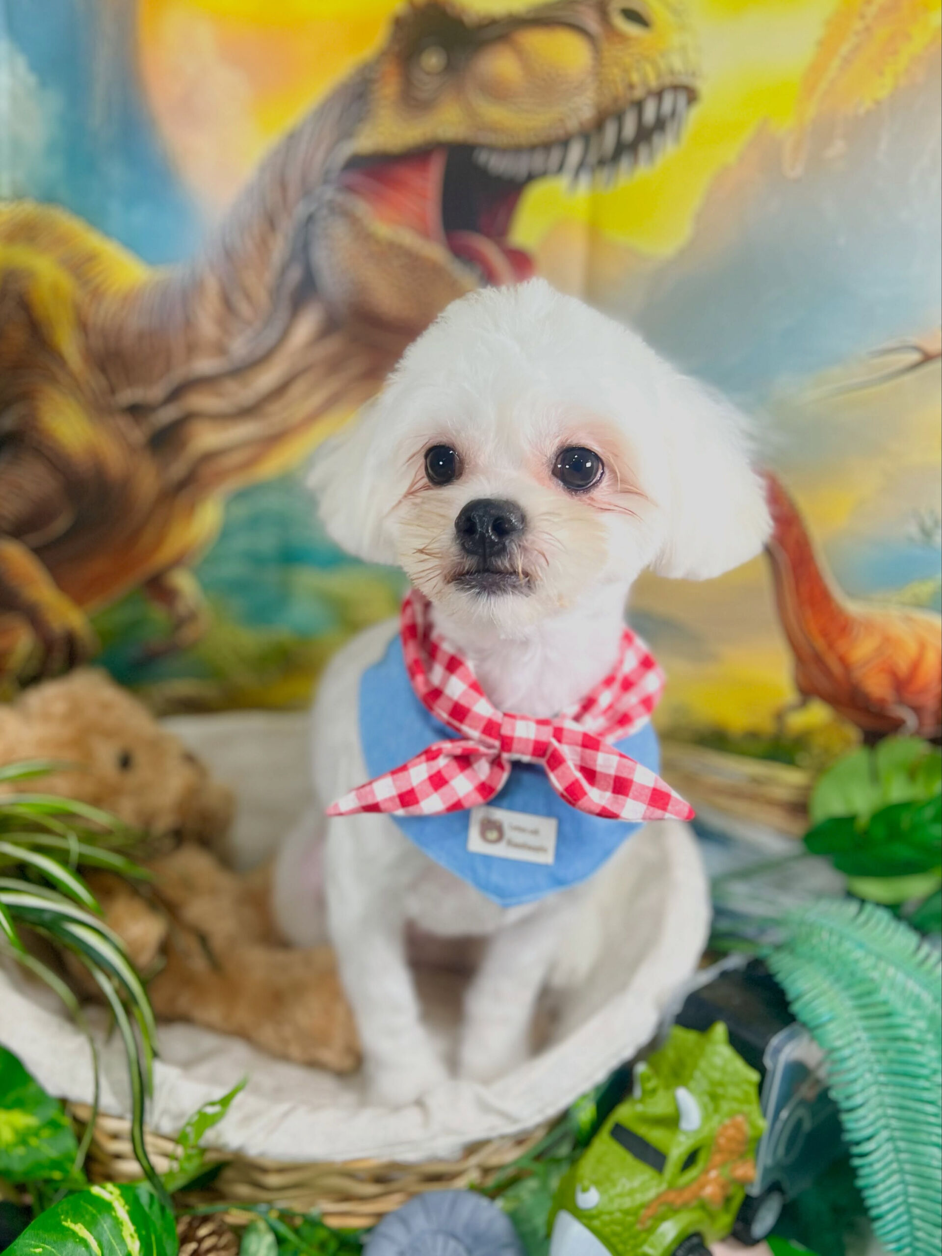 来店いただいた、ペキビションのレフくんです🐶✨