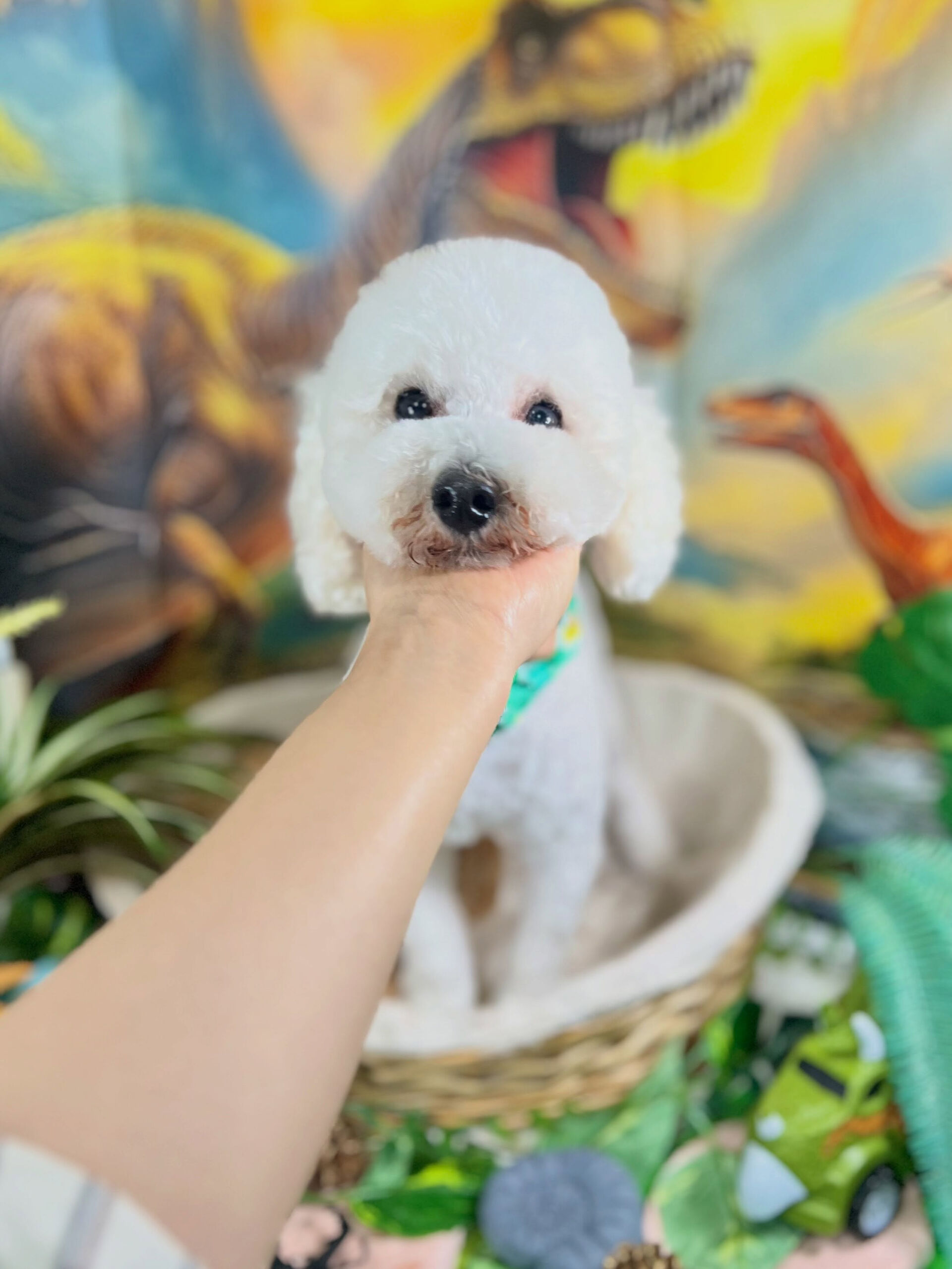 来店いただいた、トイプードルのバニラくんです🐶✨