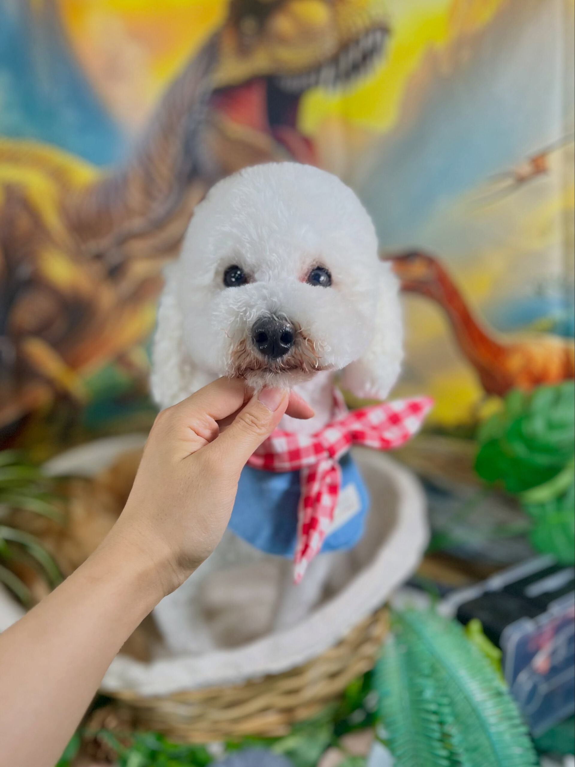 来店いただいた、トイプードルのバニラくんです🐶✨