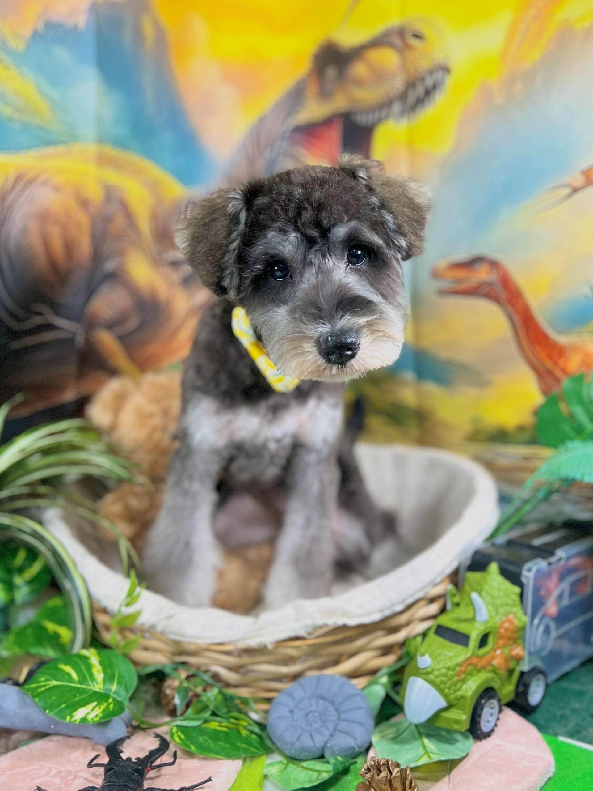 来店いただいた、シュナウザーのロアちゃんです🐶✨