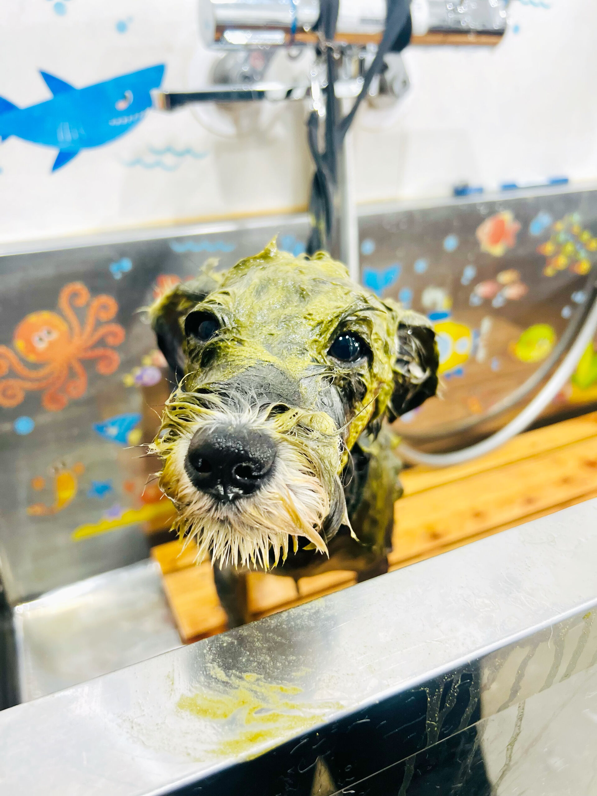 来店いただいた、シュナウザーのロアちゃんです🐶✨