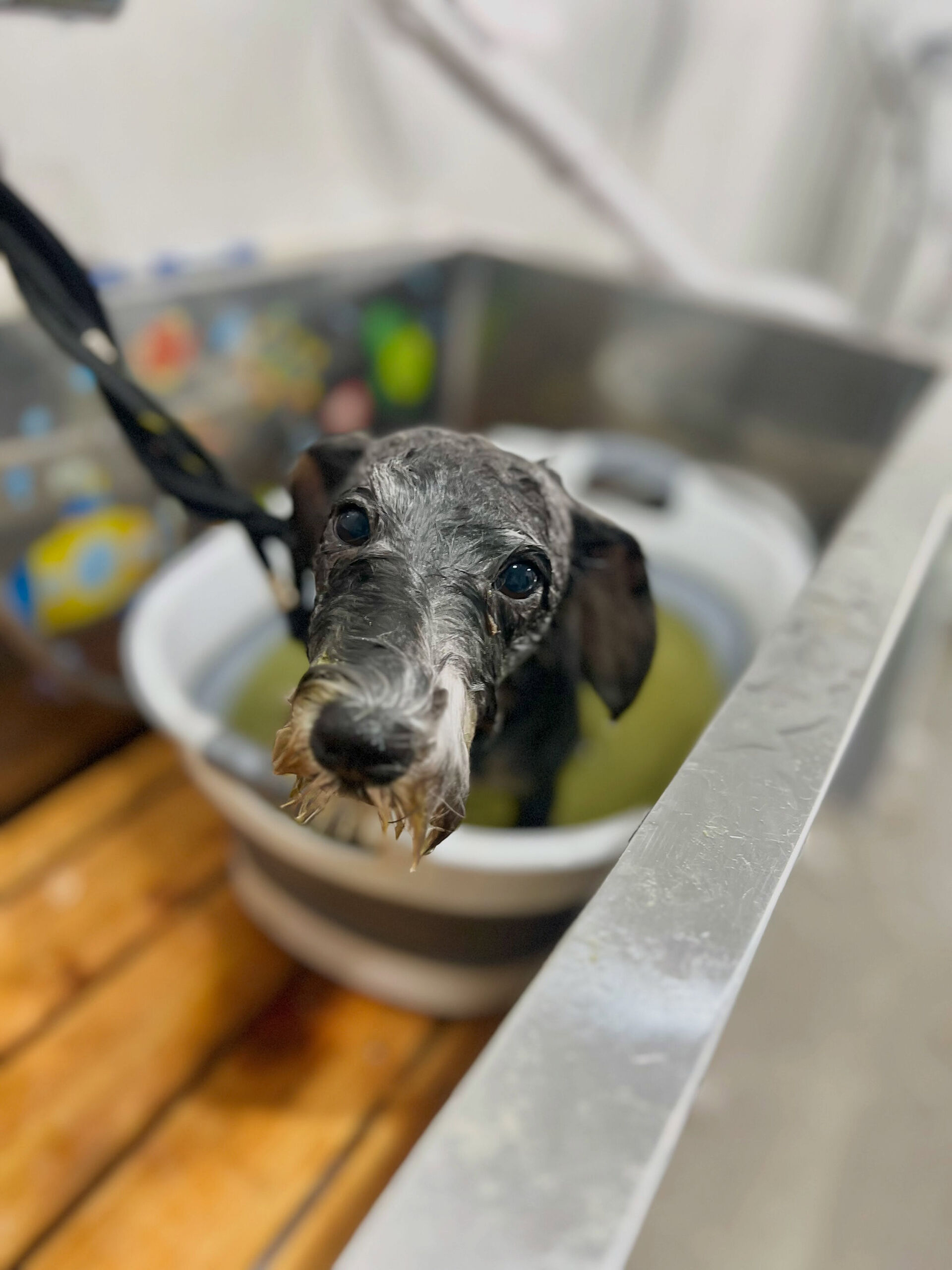 来店いただいた、シュナウザーのロアちゃんです🐶✨