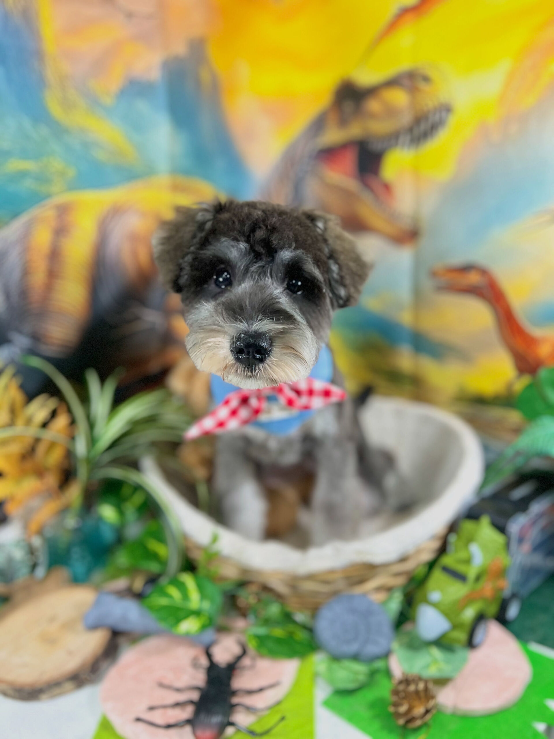 来店いただいた、シュナウザーのロアちゃんです🐶✨