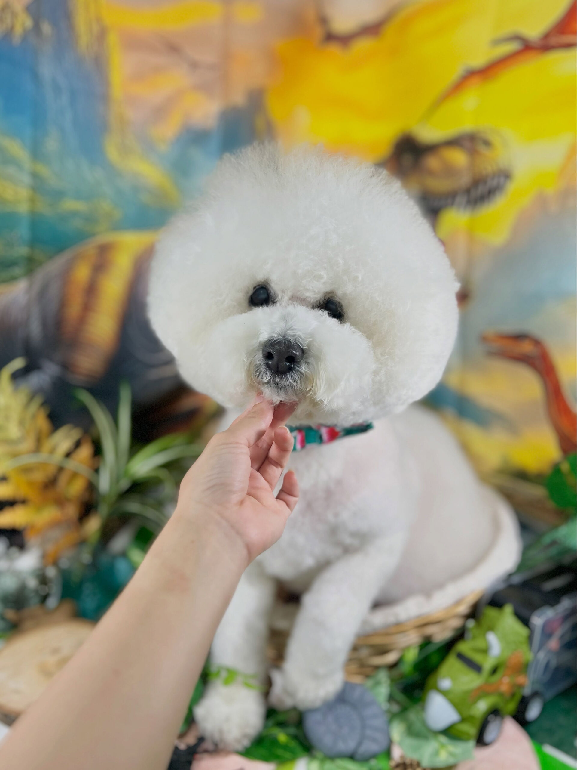 来店いただいた、ビションプーのスキップくんです🐶✨