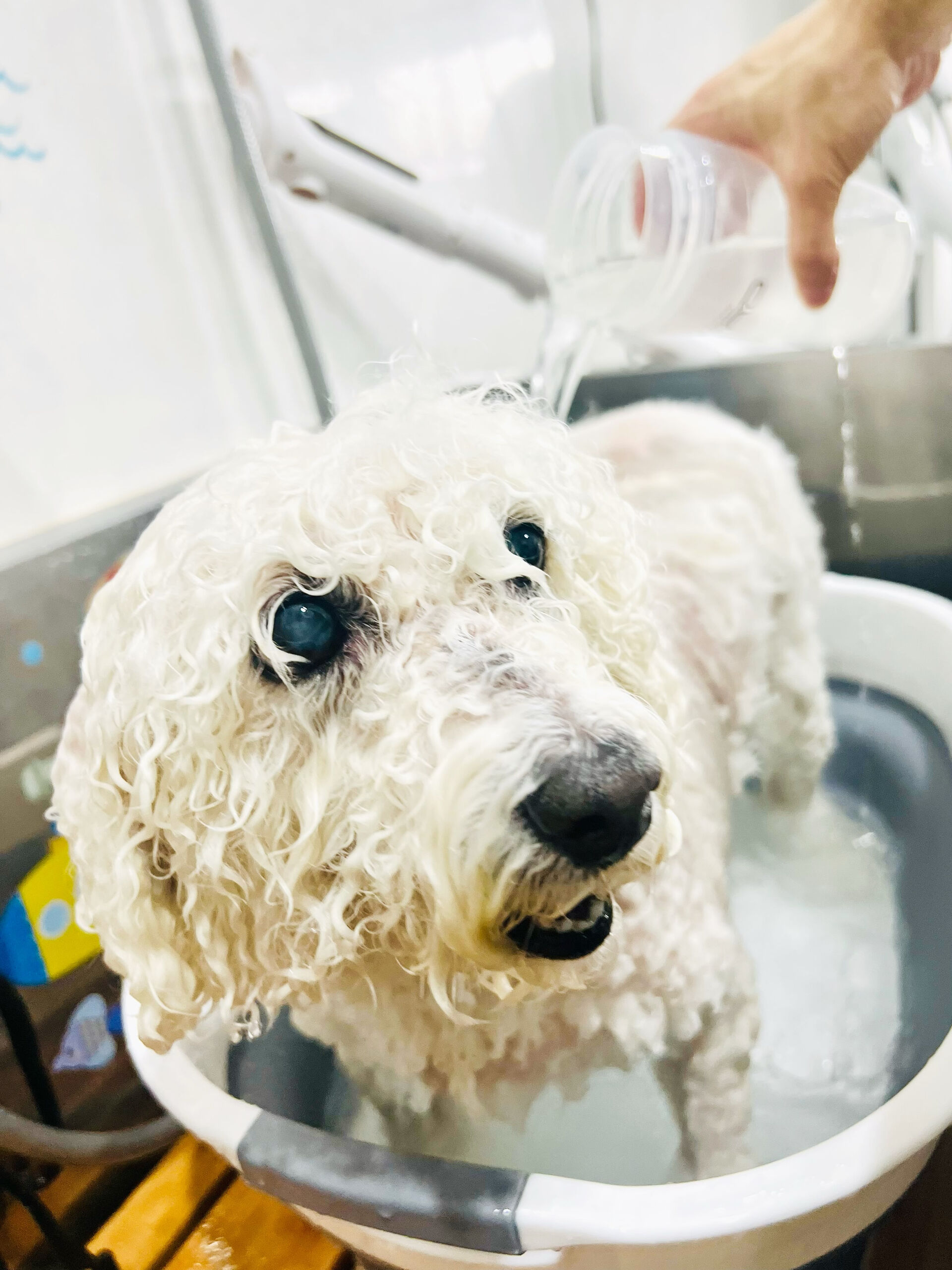 来店いただいた、ビションプーのスキップくんです🐶✨