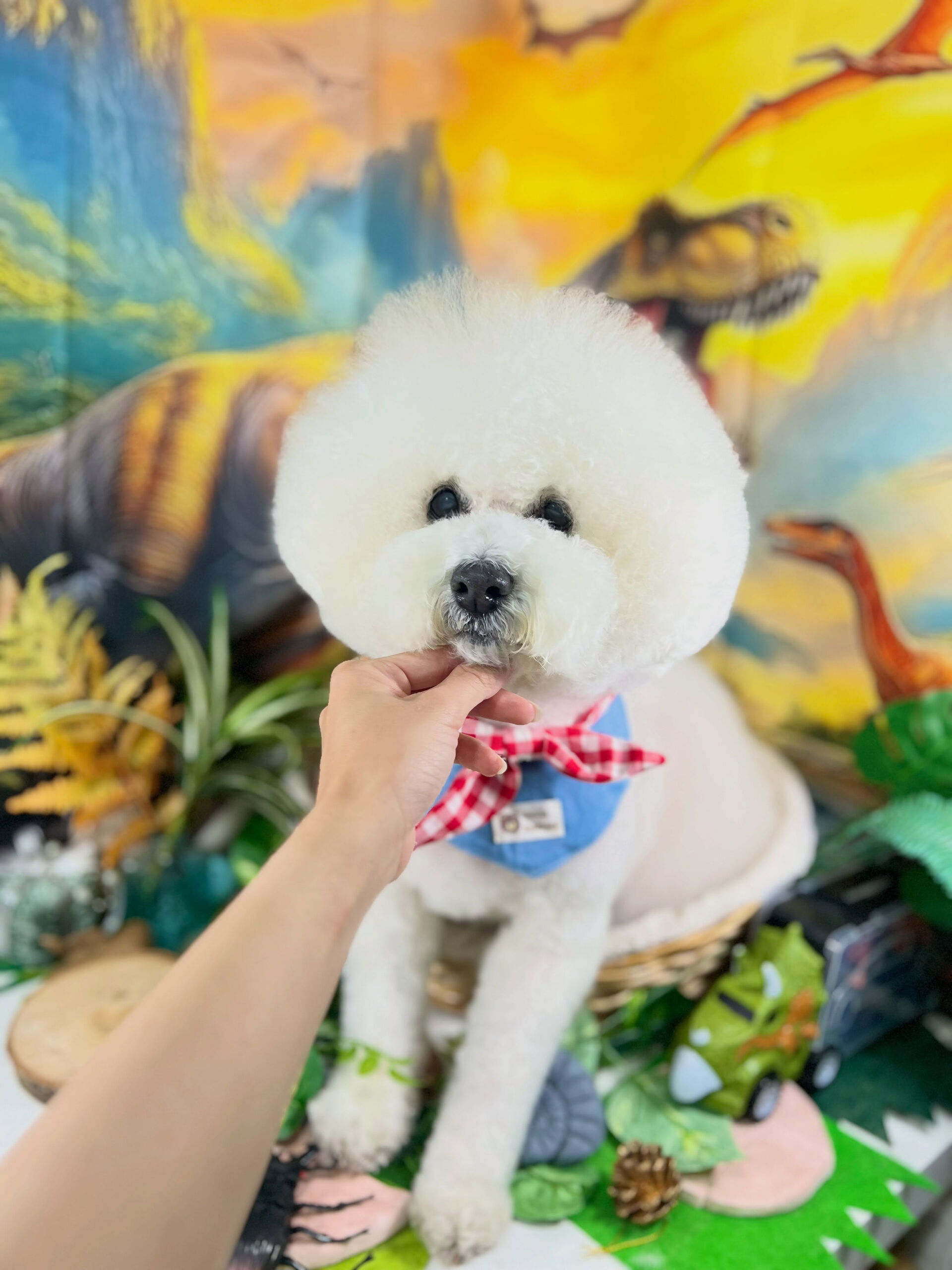 来店いただいた、ビションプーのスキップくんです🐶✨