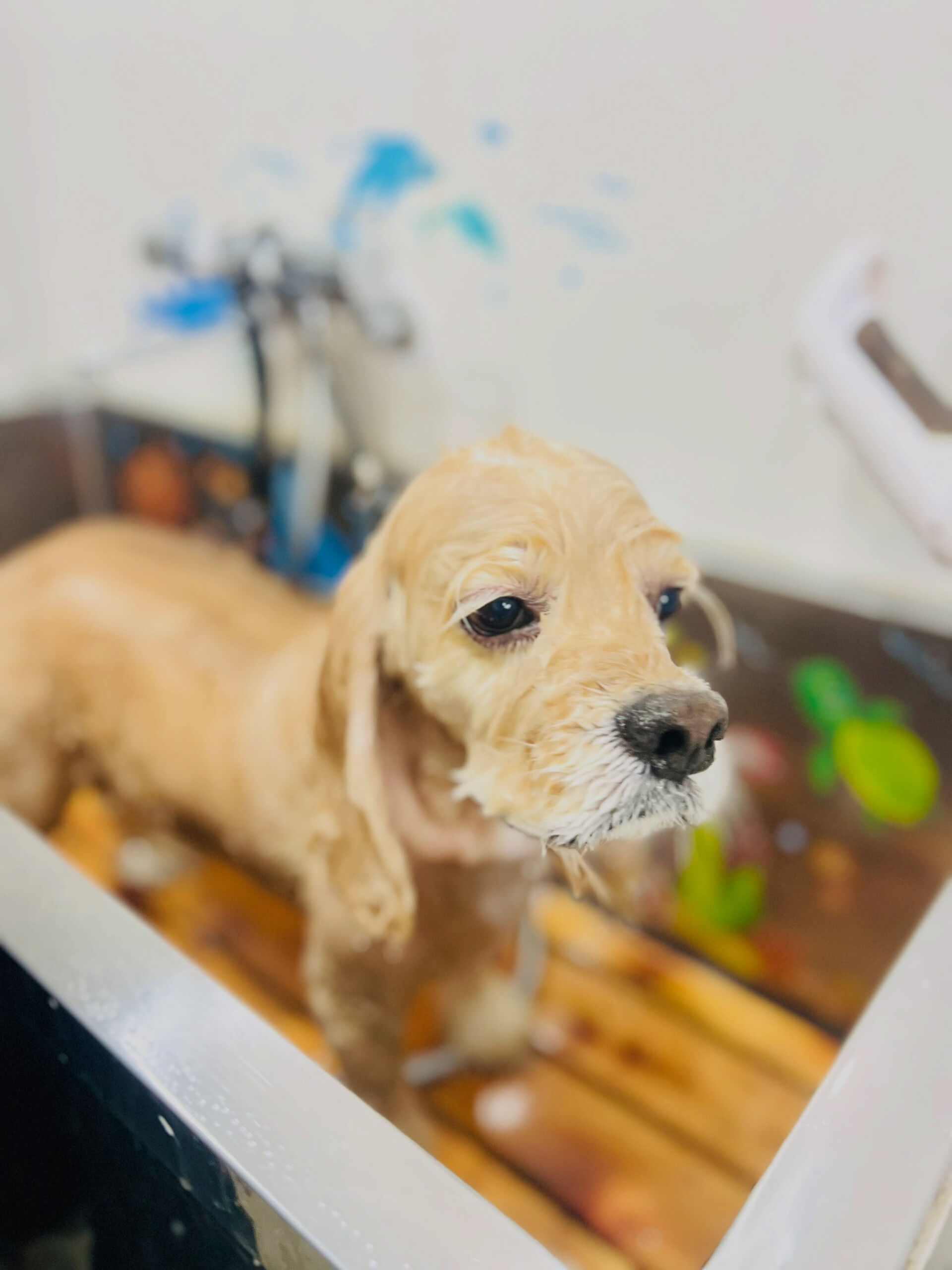 来店いただいた、コッカーのエイトくんです🐶✨