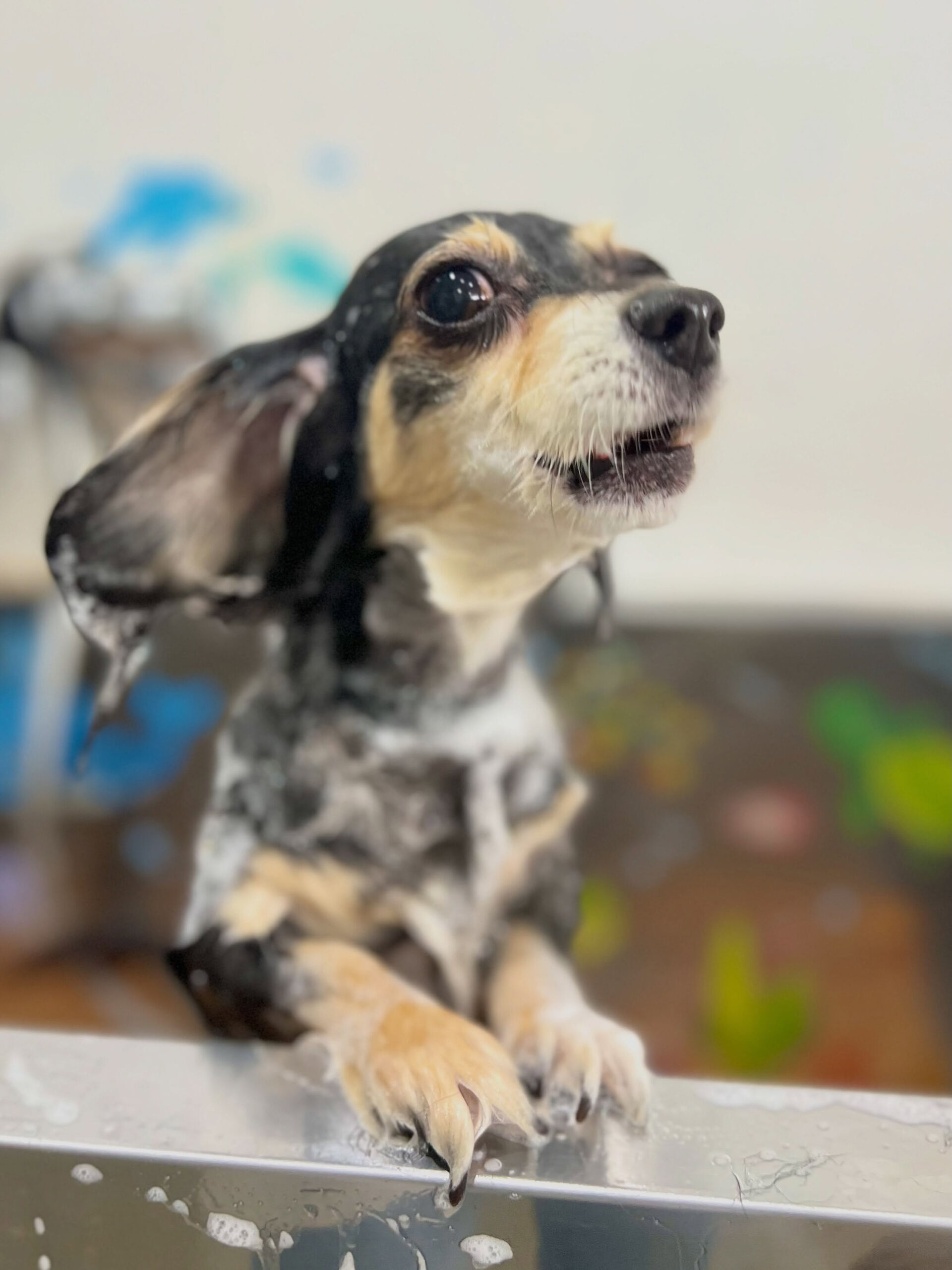 来店いただいた、チワックスのこゆめちゃんです🐶✨