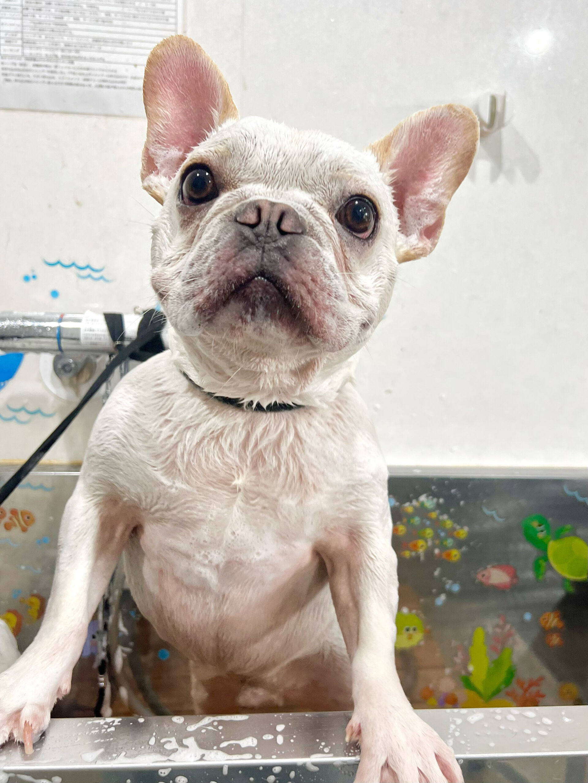 来店いただいた、フレブルのじろきちくんです🐶✨