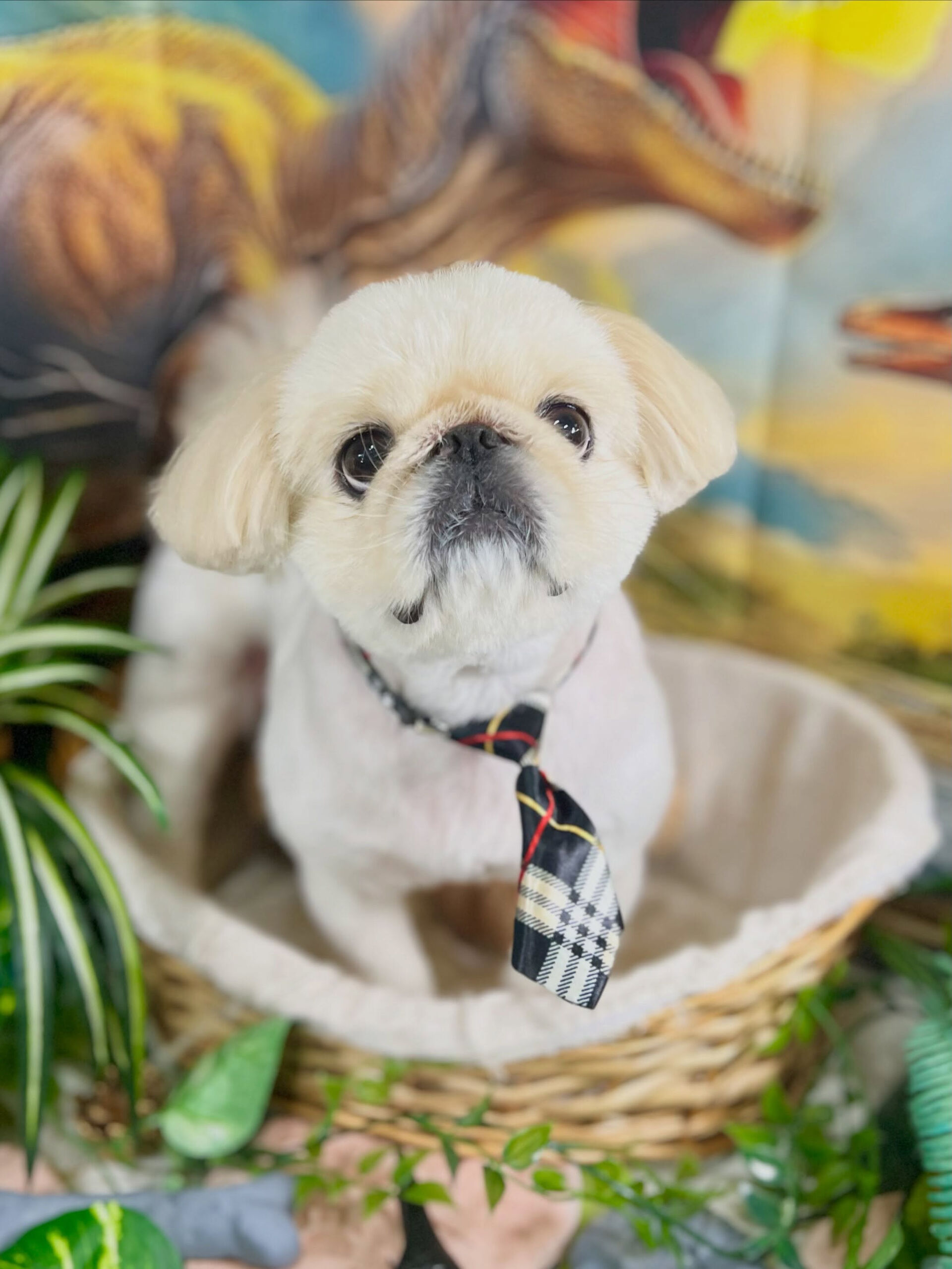 来店いただいた、ペキニーズのおもちくんです🐶✨