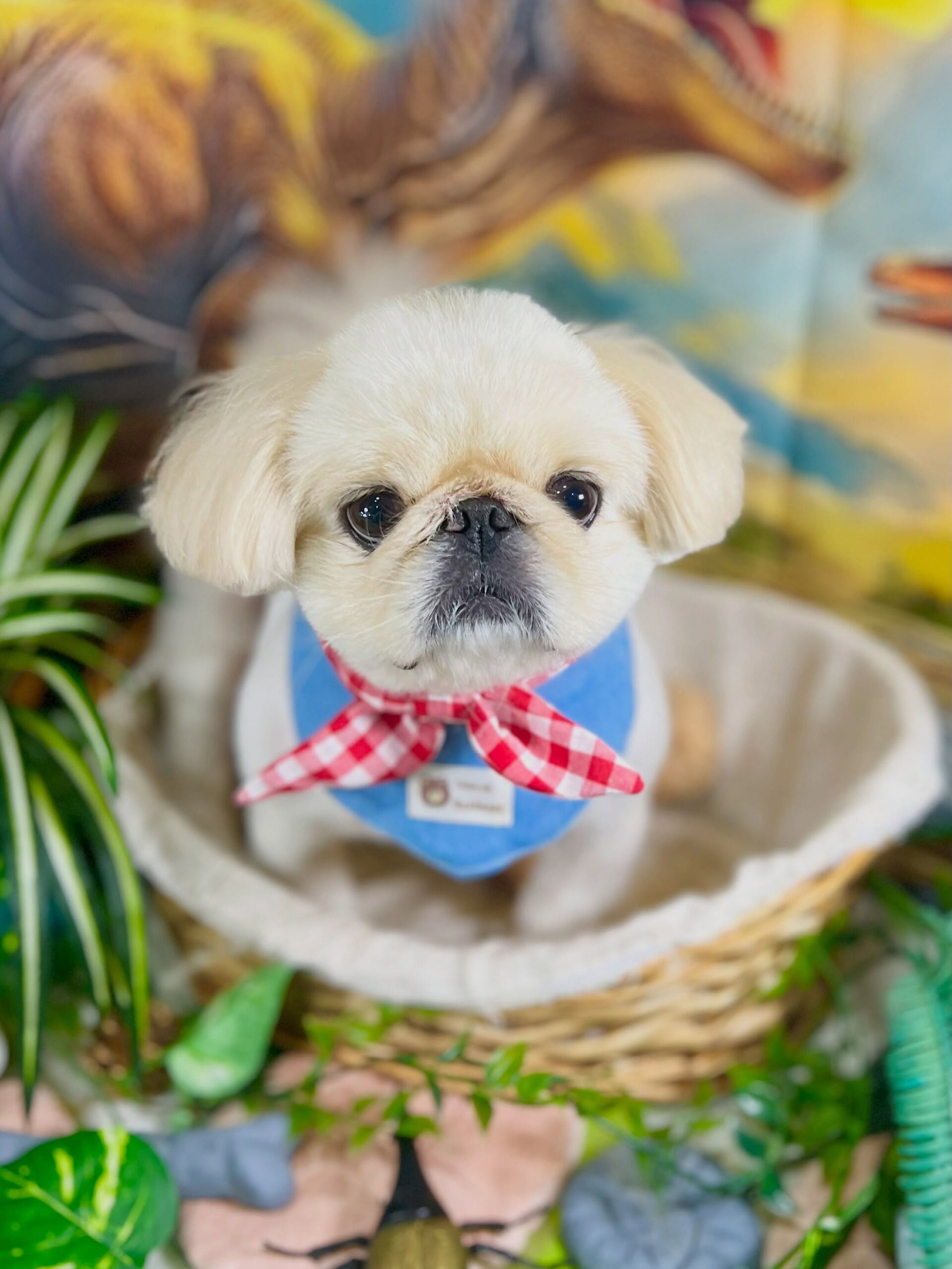 来店いただいた、ペキニーズのおもちくんです🐶✨
