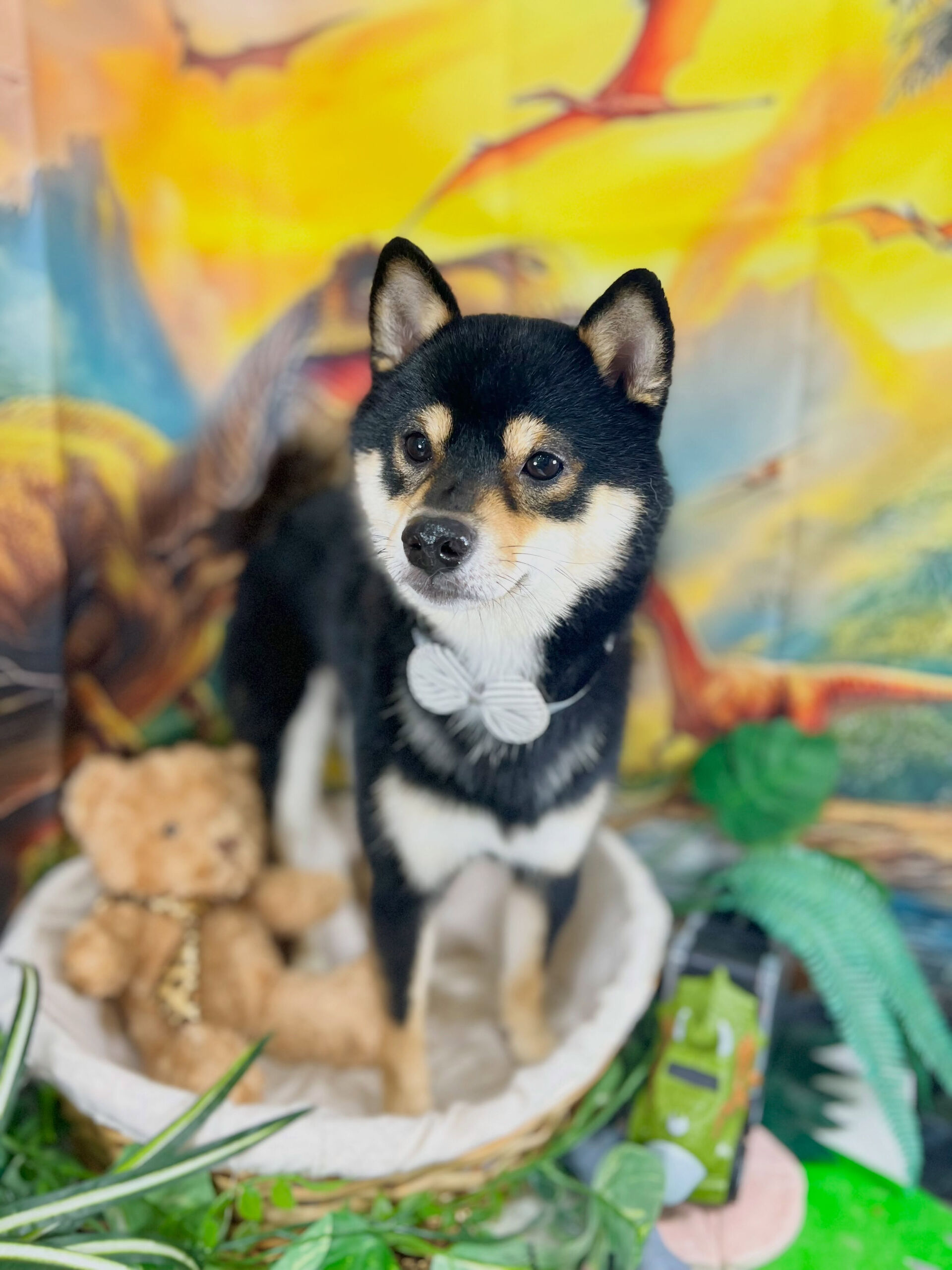 来店いただいた、柴犬の琥太郎くんです🐶✨